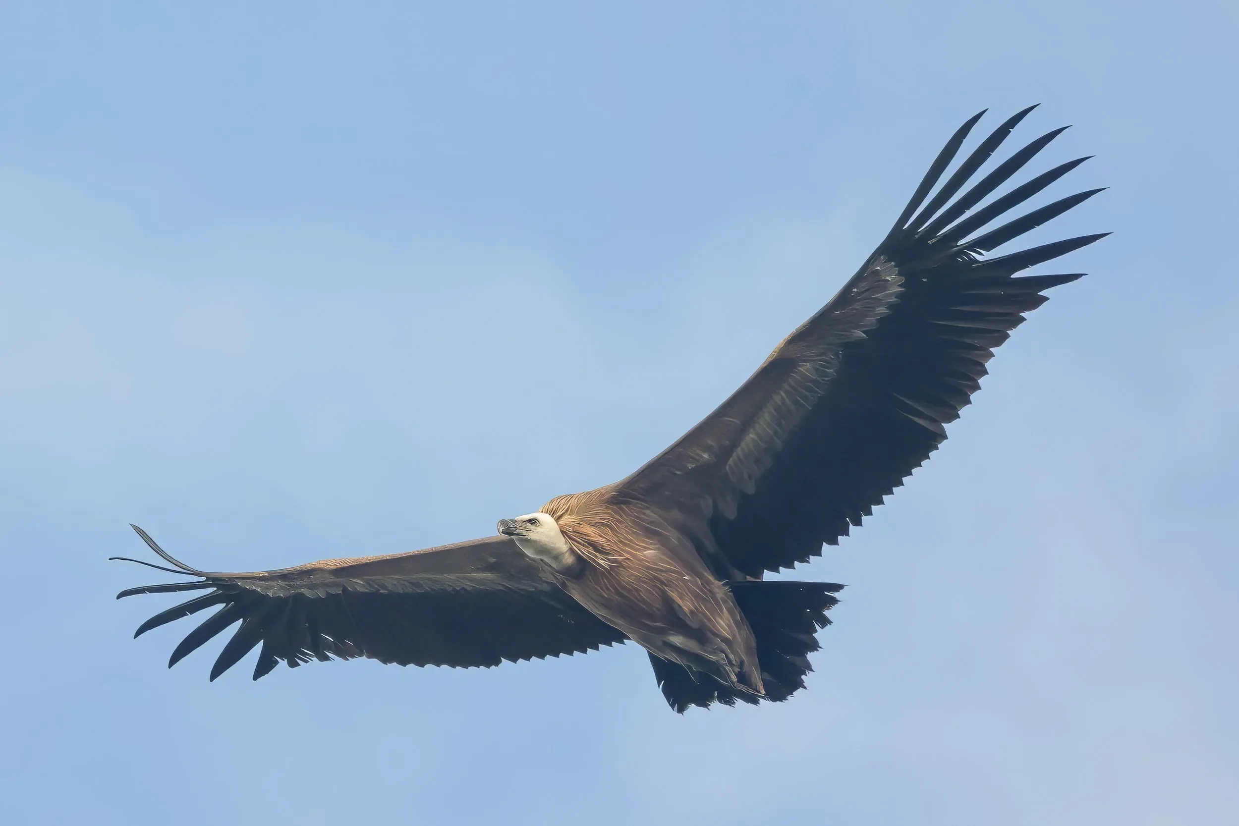 Whether it was the stench of our counters after standing on top of a hill for over 1.5 months, or simply a Griffon Vulture wanting to be photographed, in any case an unforgettable close encounter with this truly majestic species.