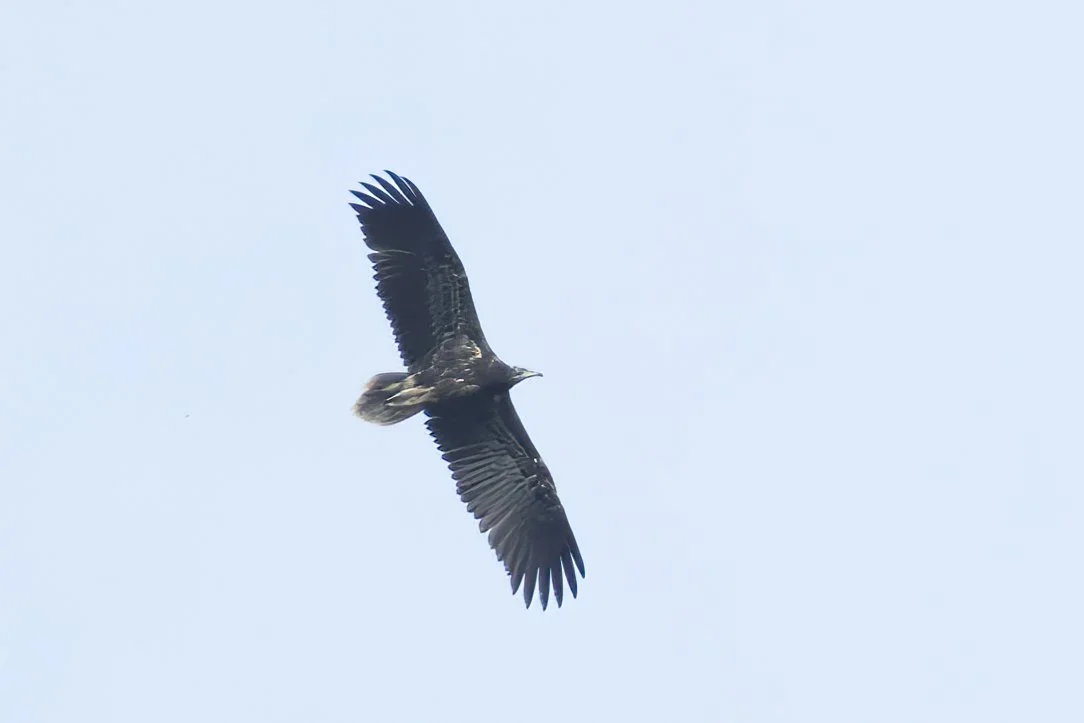 Juvenile Egyptian Vulture cruising over station.