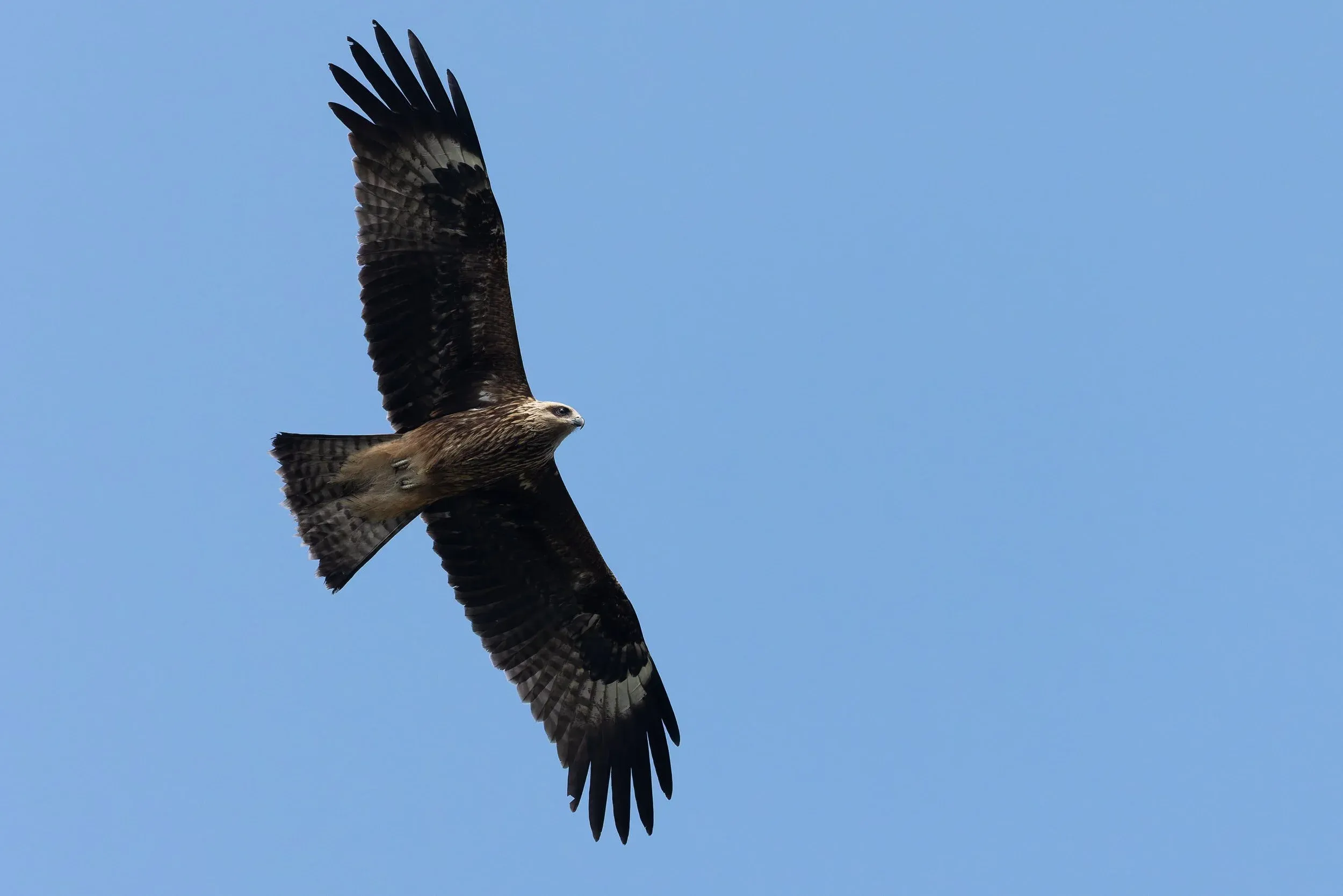 A juvenile Black Kite of the eastern variation