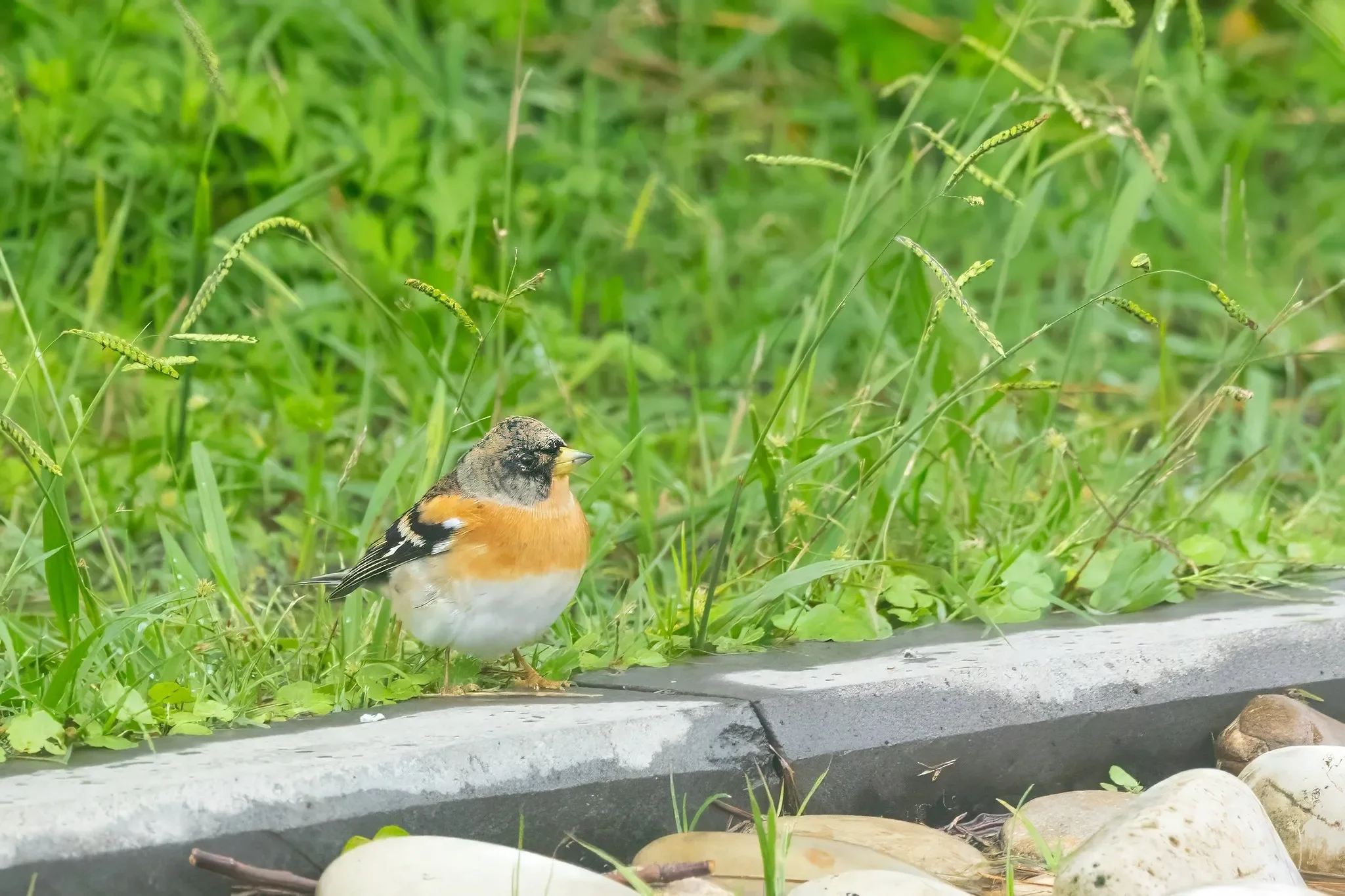 Brambling.