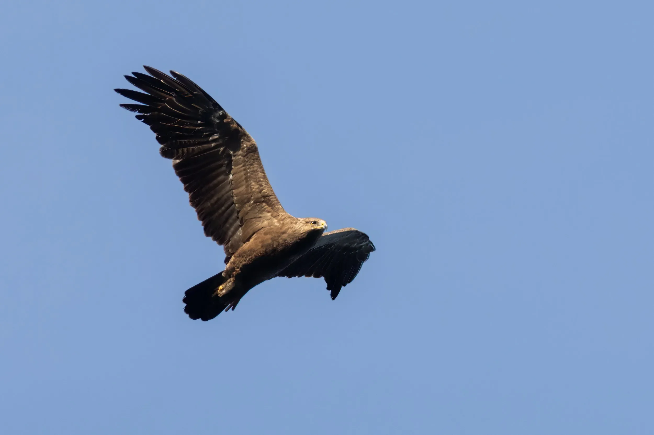 Lesser Spotted Eagles, such as this adult, are among the more entertaining bulk species in October.