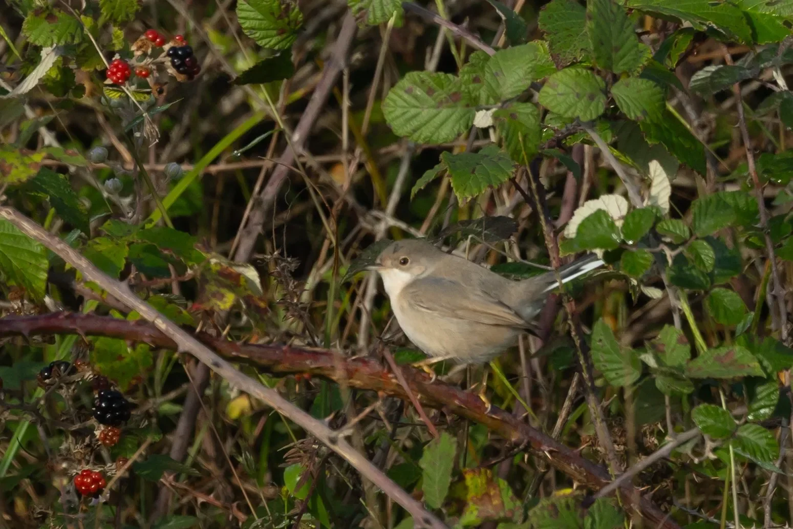 Menetries Warbler.