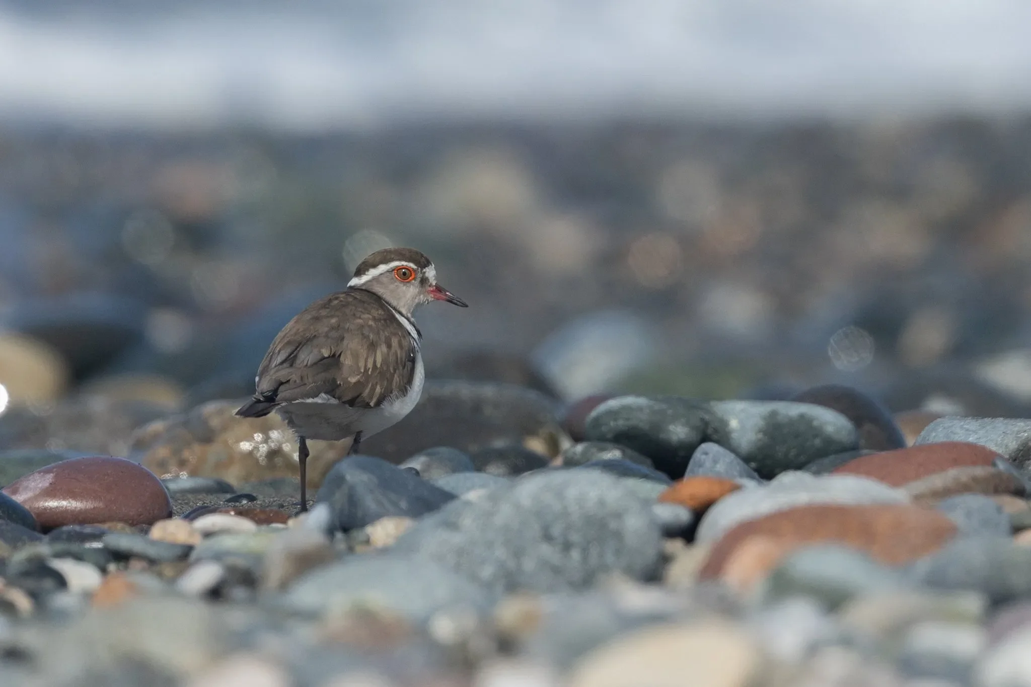 Three-banded Plover.