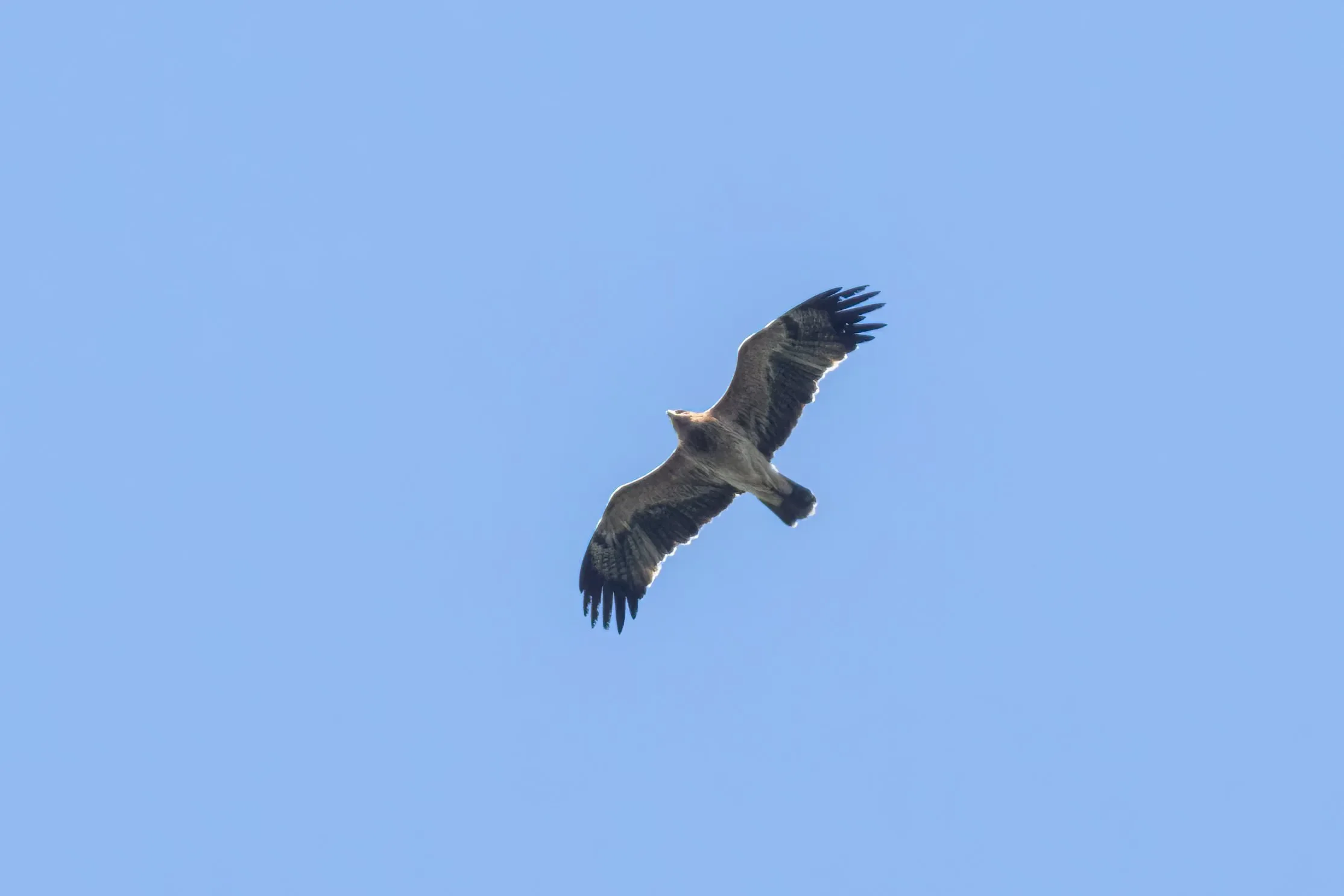Amid the hundreds of eagles, the few Imperial Eagles always provide plenty of excitement among our counters.