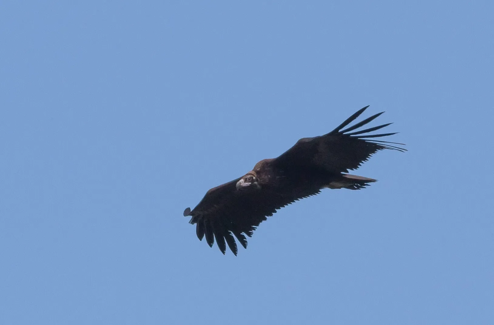 Cinereous Vulture checking out what we’re doing