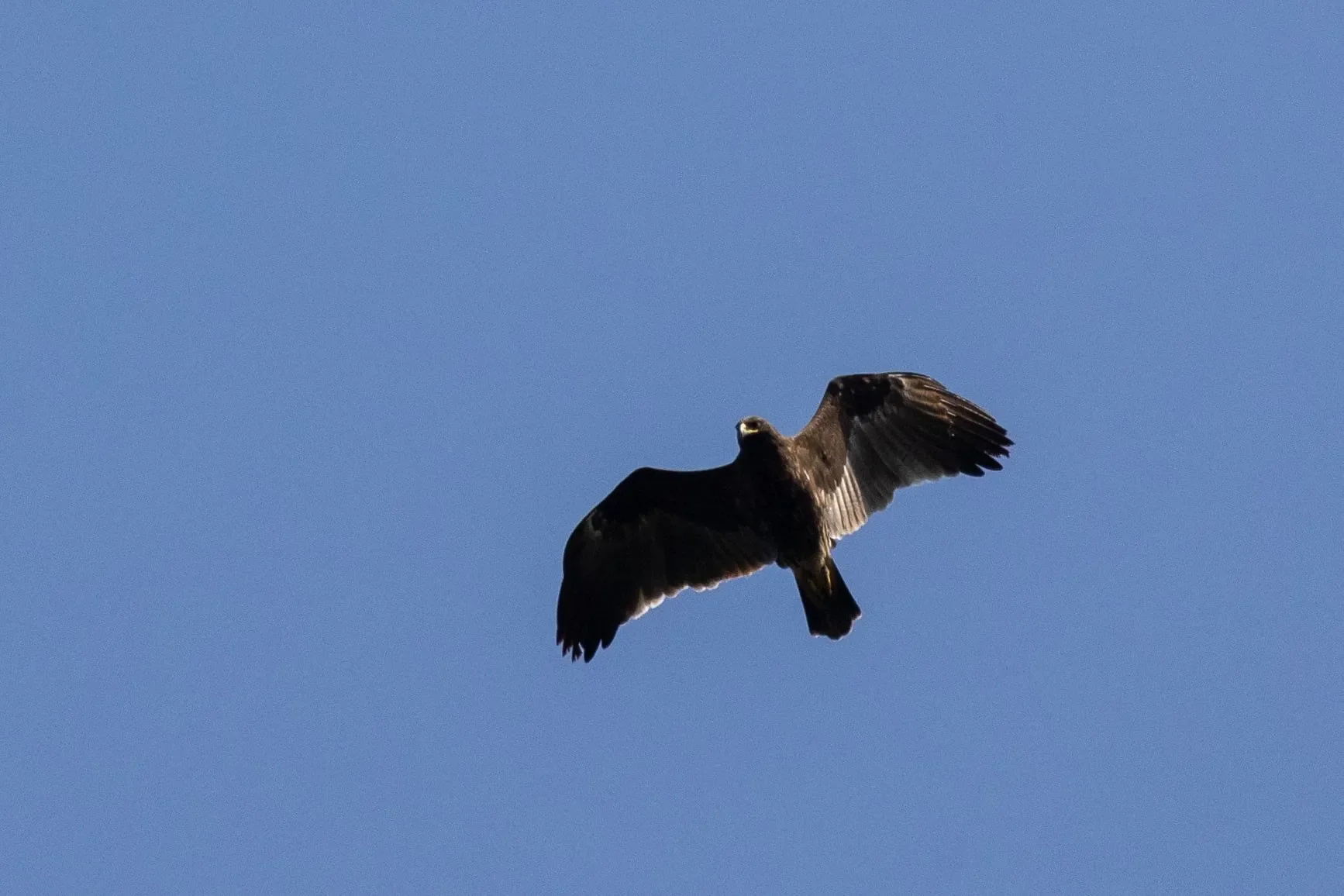An immature Greater Spotted Eagle in flight