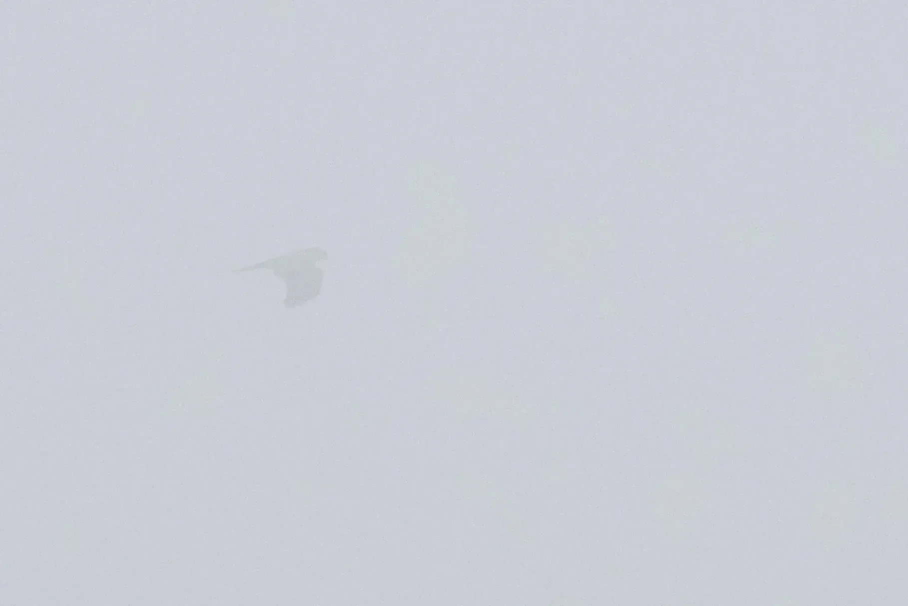 We proudly present the record-breaking 1,422,172nd bird of the season: a juvenile Black Kite flying through the fog east of Station 1.