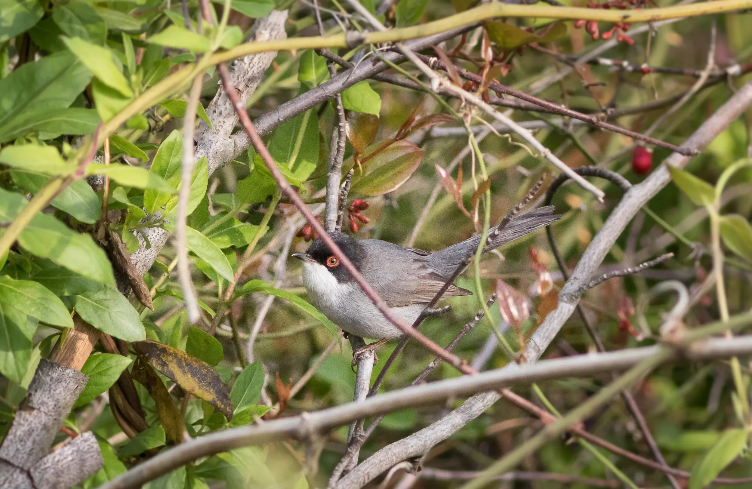 The Sardinian Warbler was quite entertaining during the hot and often raptorless mornings on station
