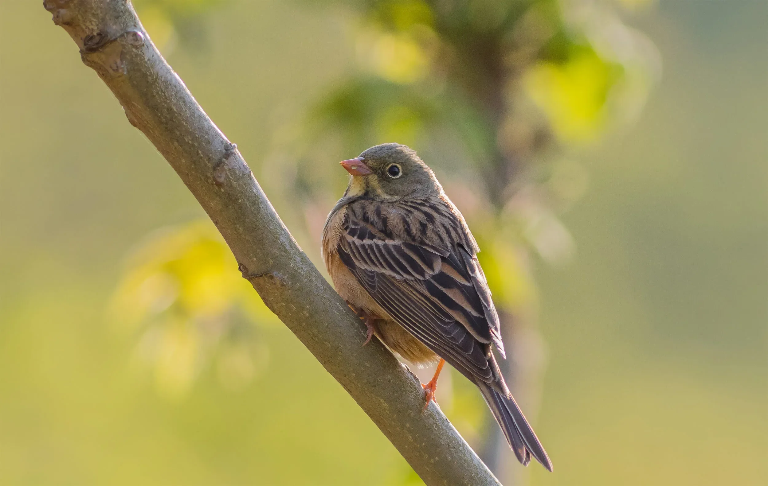 In April large flocks of Ortolan Buntings pass through the bottleneck. This bird was part of a flock of over 150 individuals