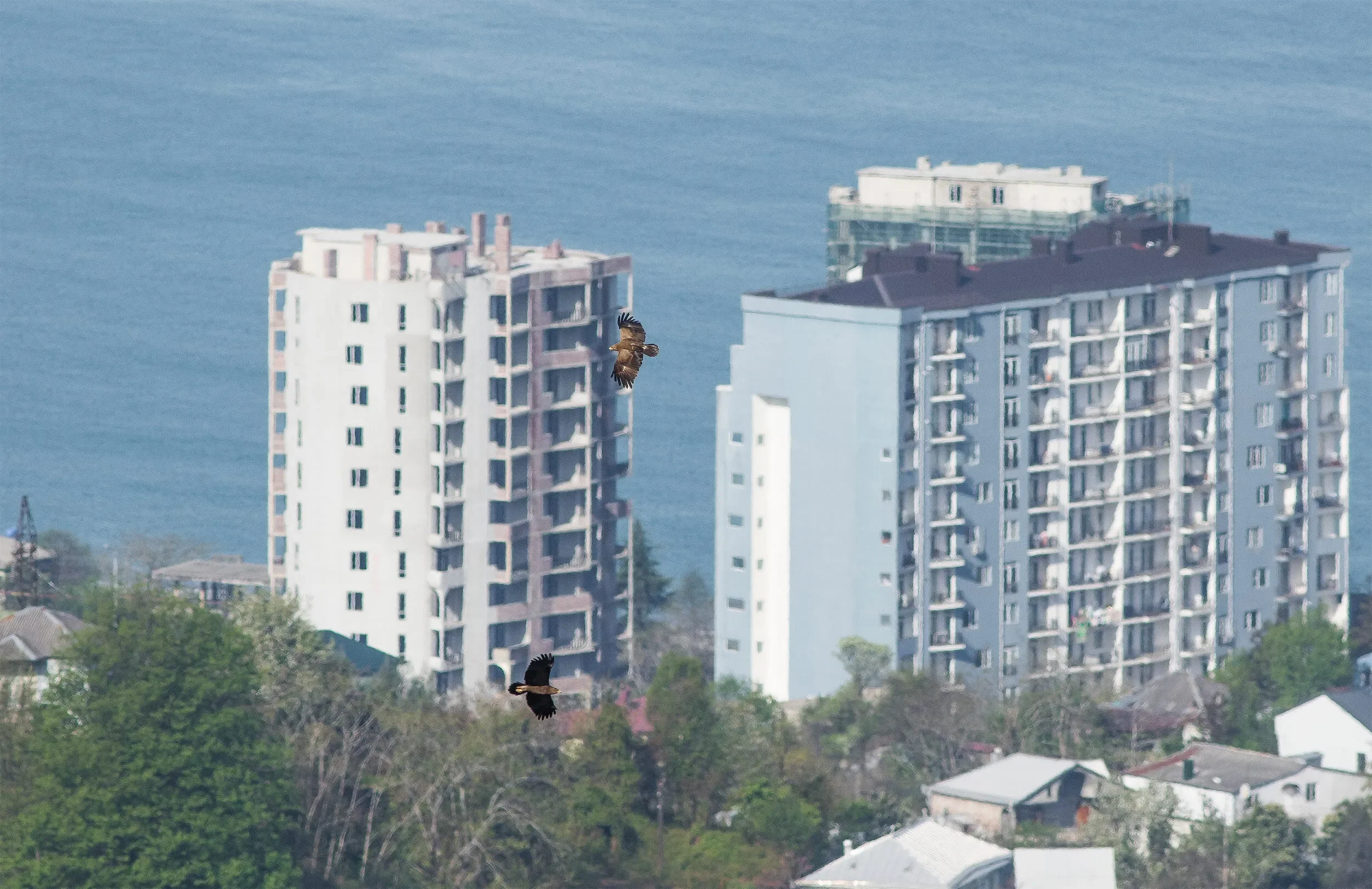 Eagles soaring in front of the rapidly expanding Batumi/Makhindjauri skyline