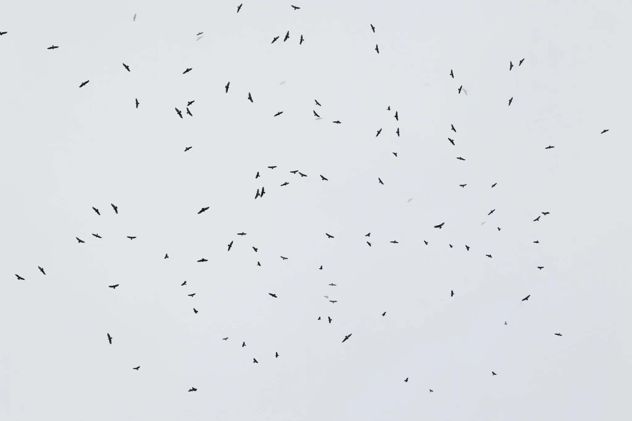 A kettle of Steppe Buzzards soaring together