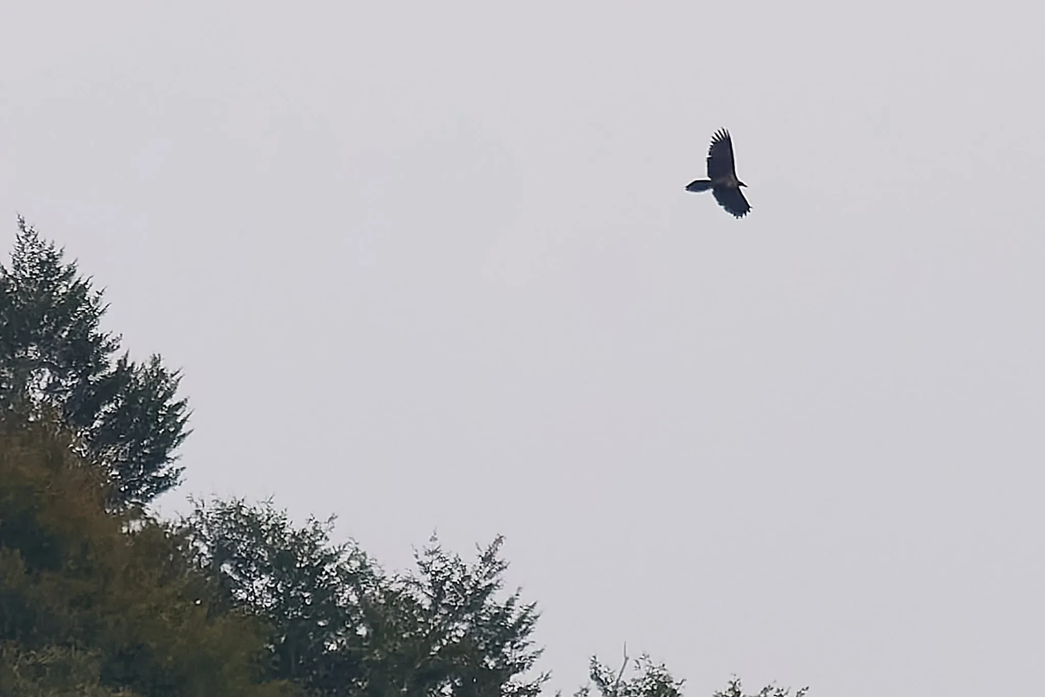 The very first recorded Lammergeier for the Batumi bottleneck