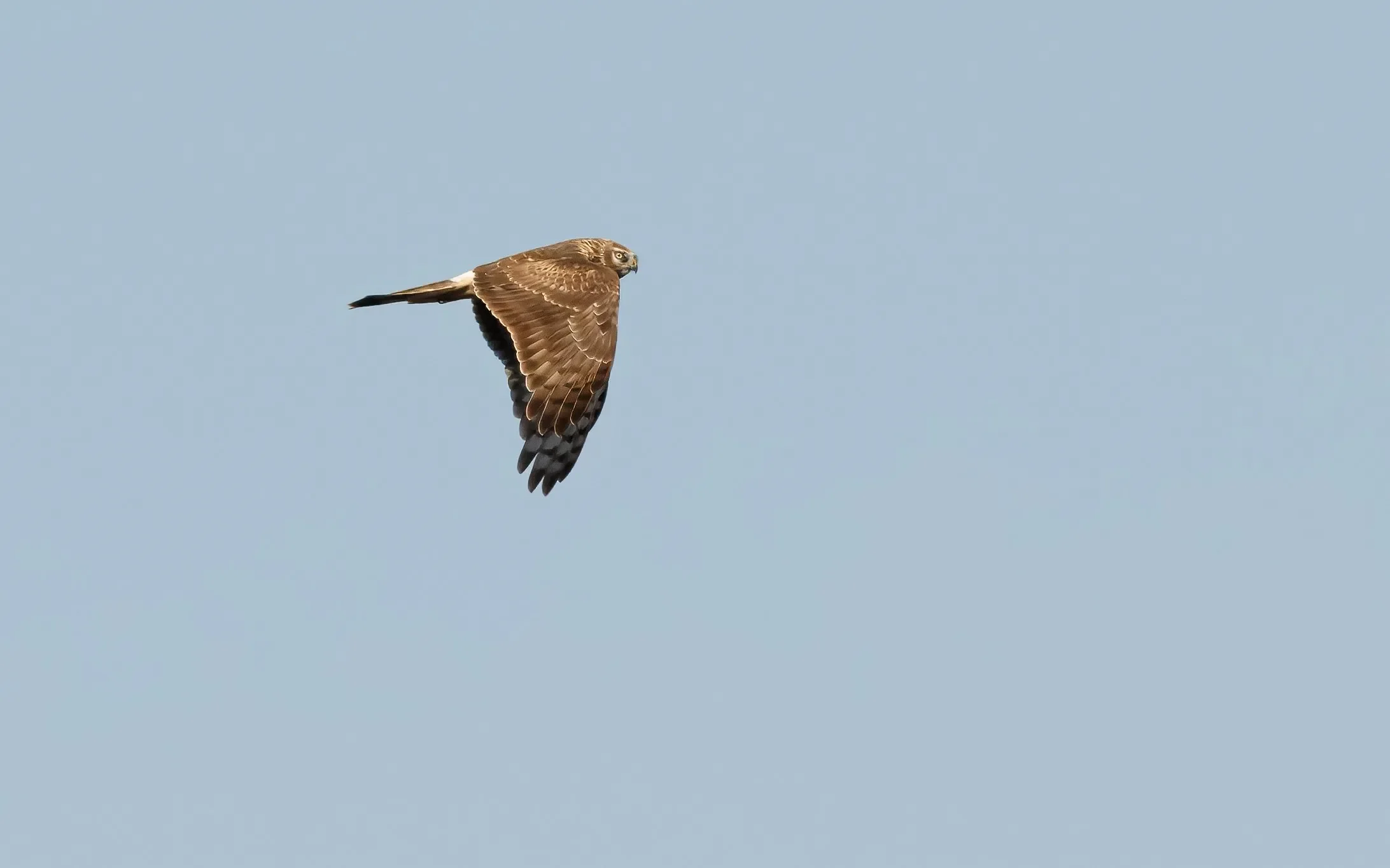 Hen Harriers are a typical October species. This juvenile seems to cast a few judgy looks, perhaps unimpressed by being photographed.