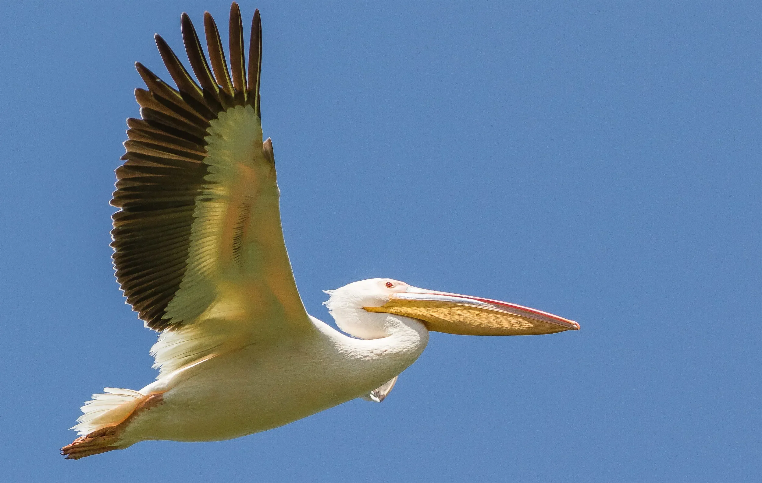 Great White Pelican