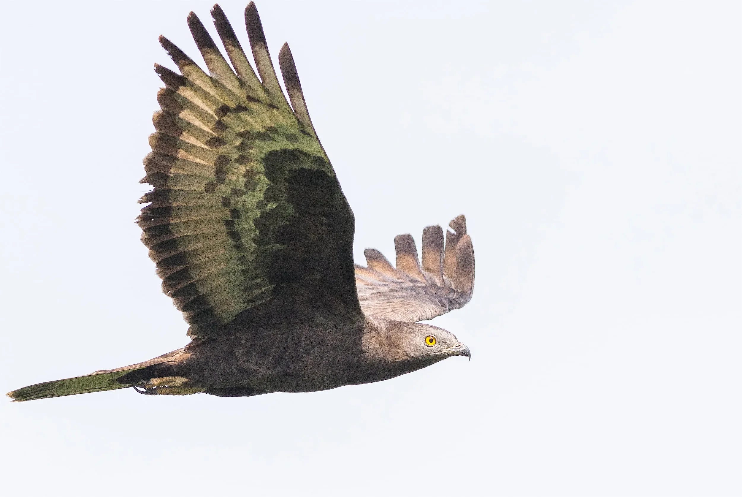 Honey Buzzard