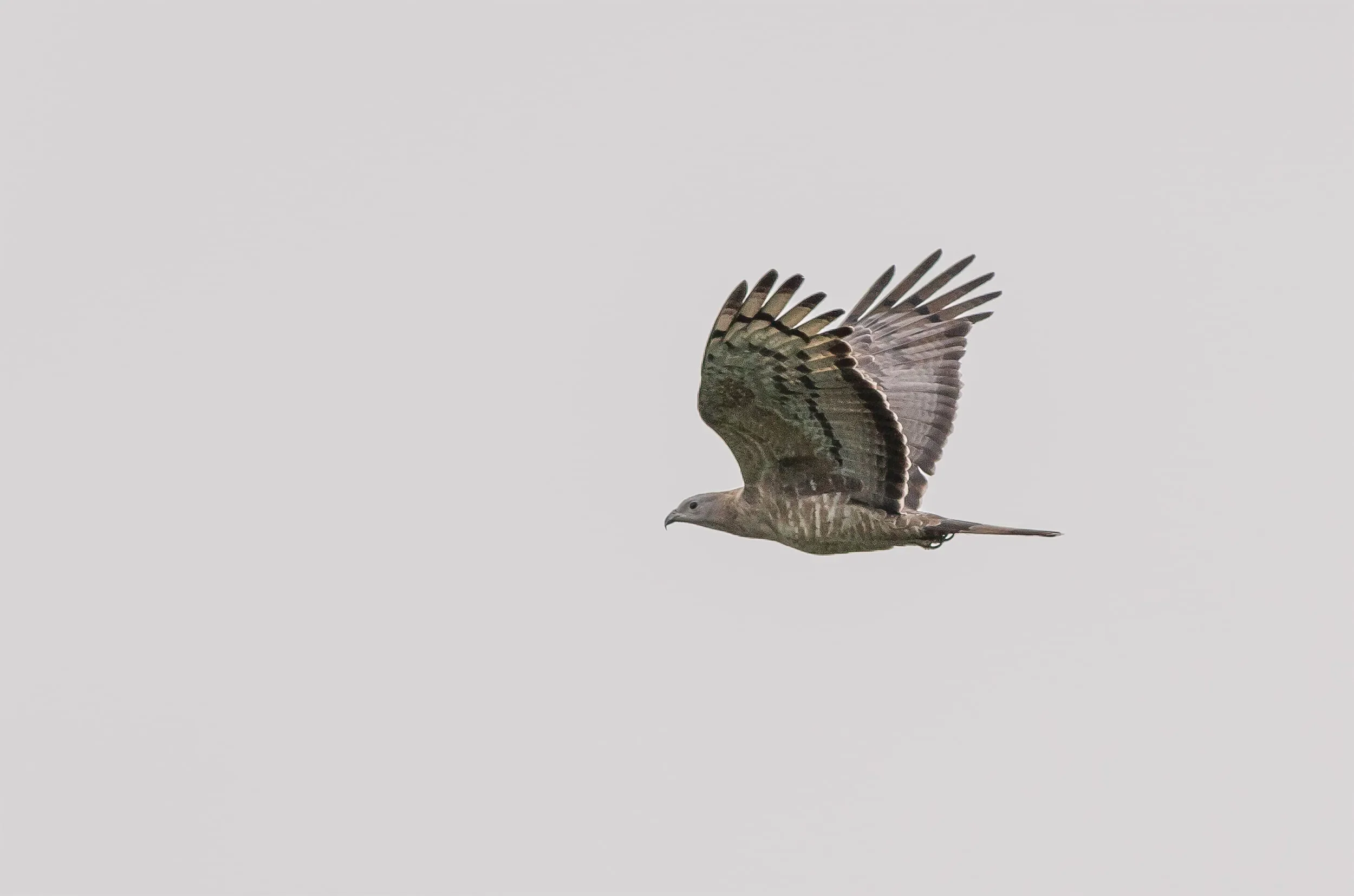 Crested Honey Buzzard