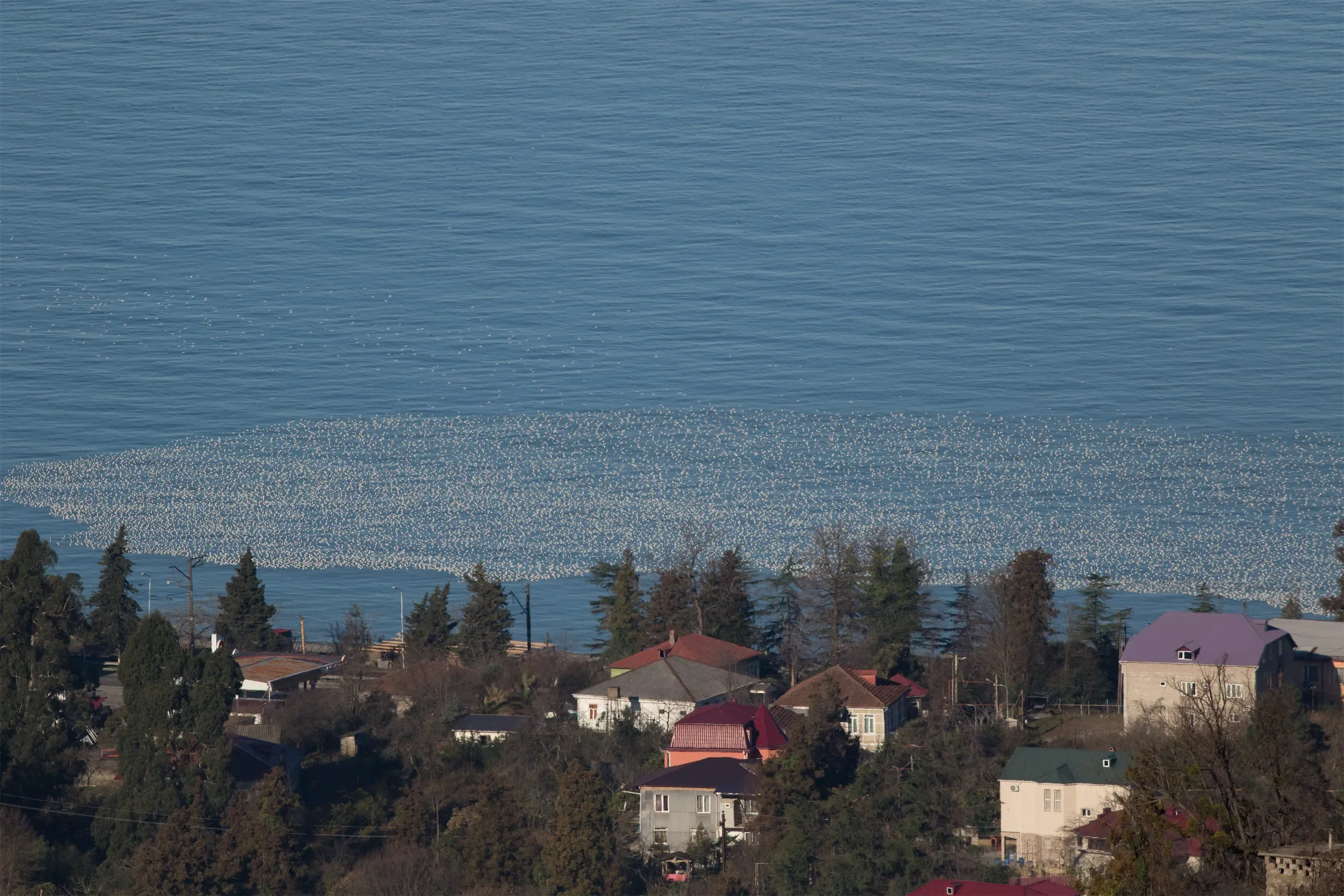Black-headed Gulls forming a white blanket over the Black Sea