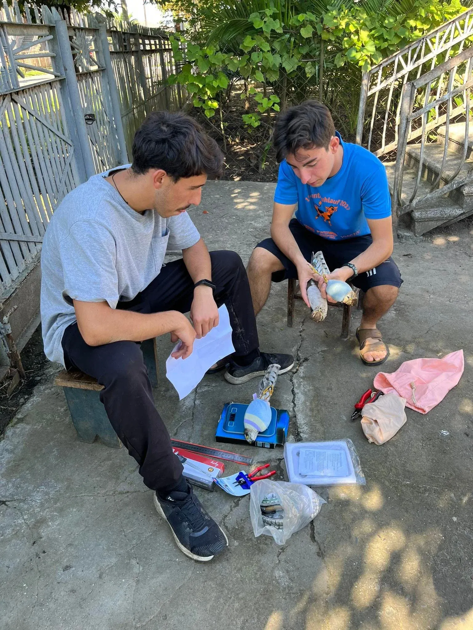 Young falconers ringing Eurasian Sparrowhawks