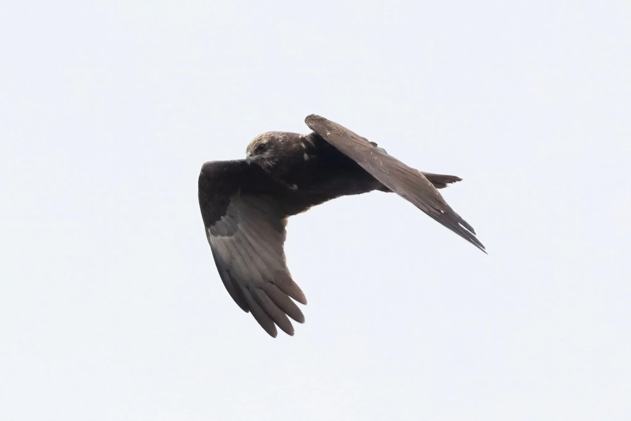 An adult female Marsh Harrier in flight