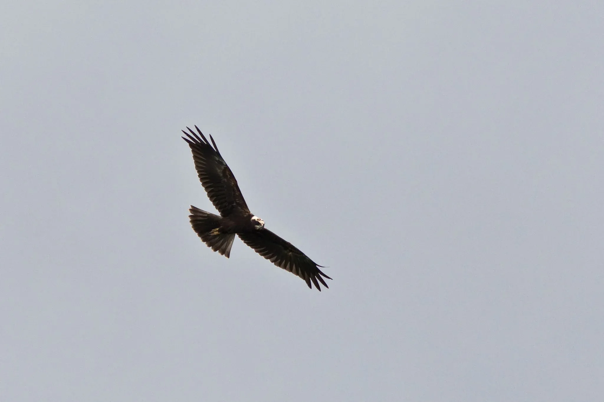 The more Marsh Harriers you see, the more you appreciate them