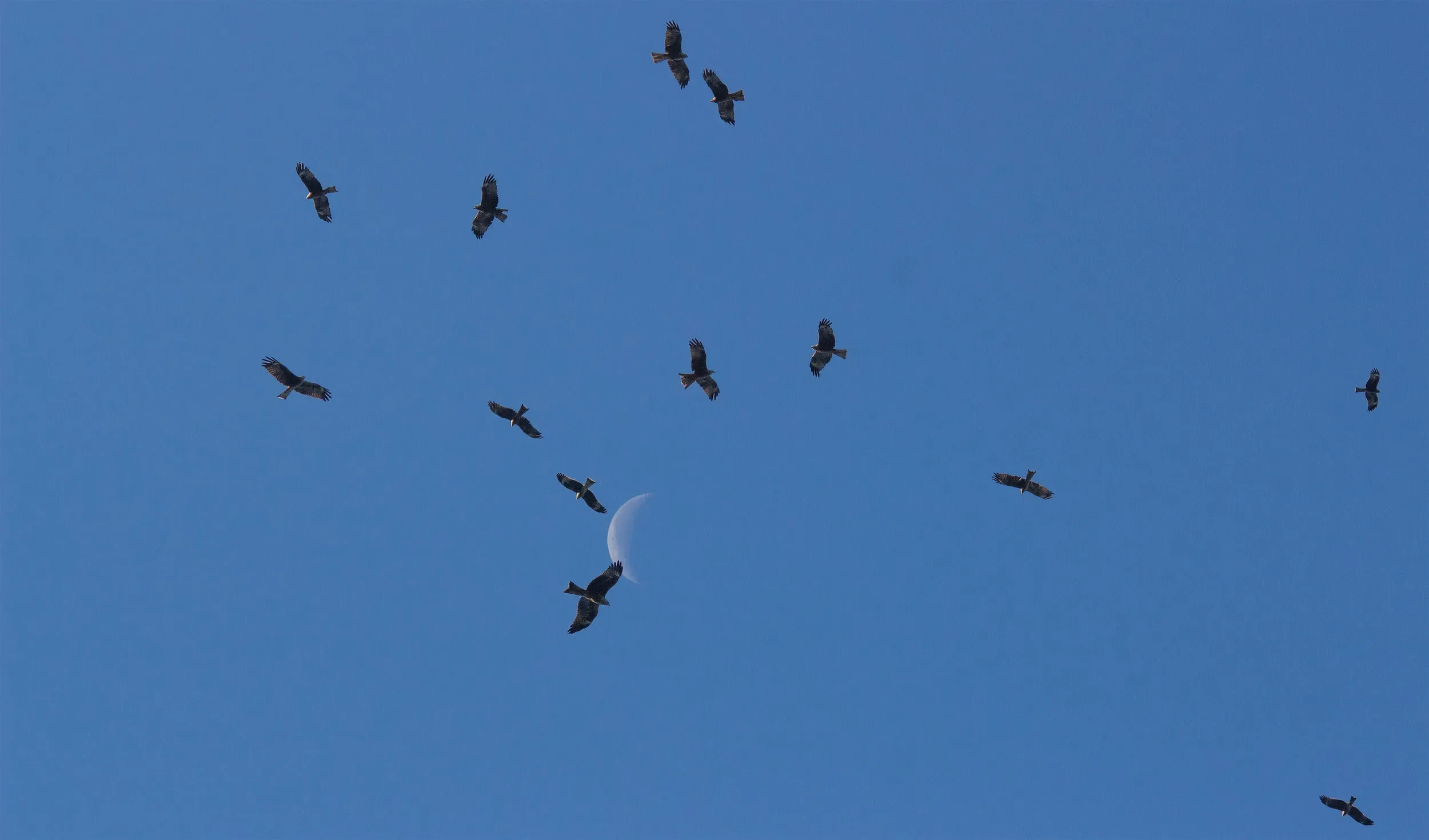Migrating Black Kites over the bottleneck
