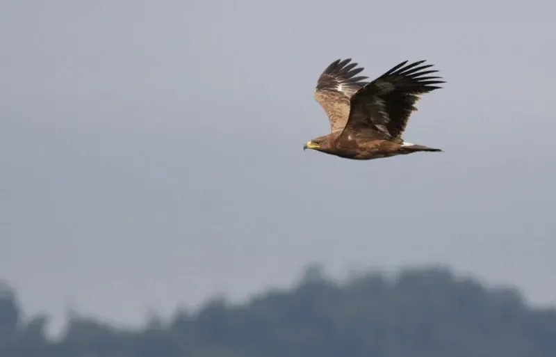 Steppe Eagle immature 2cy
