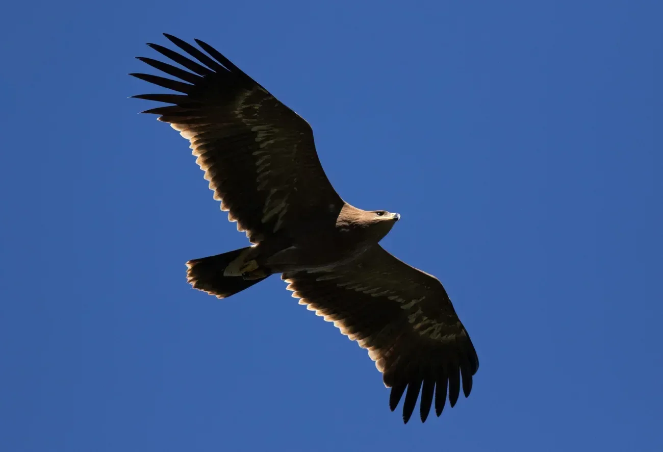 Juvenile Steppe Eagle