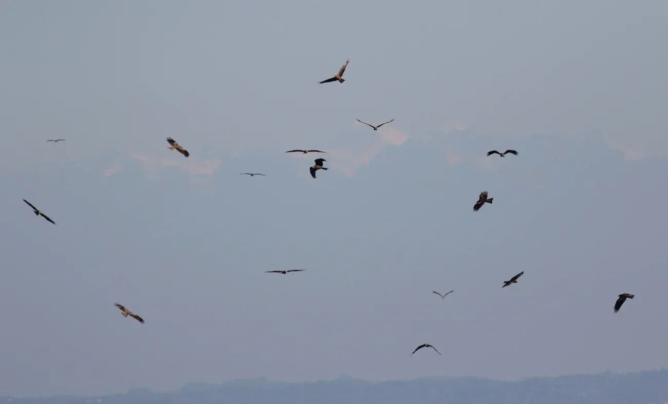 Black Kites kettling in front of mount Elbrus
