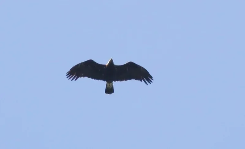 Eastern Imperial Eagle adult