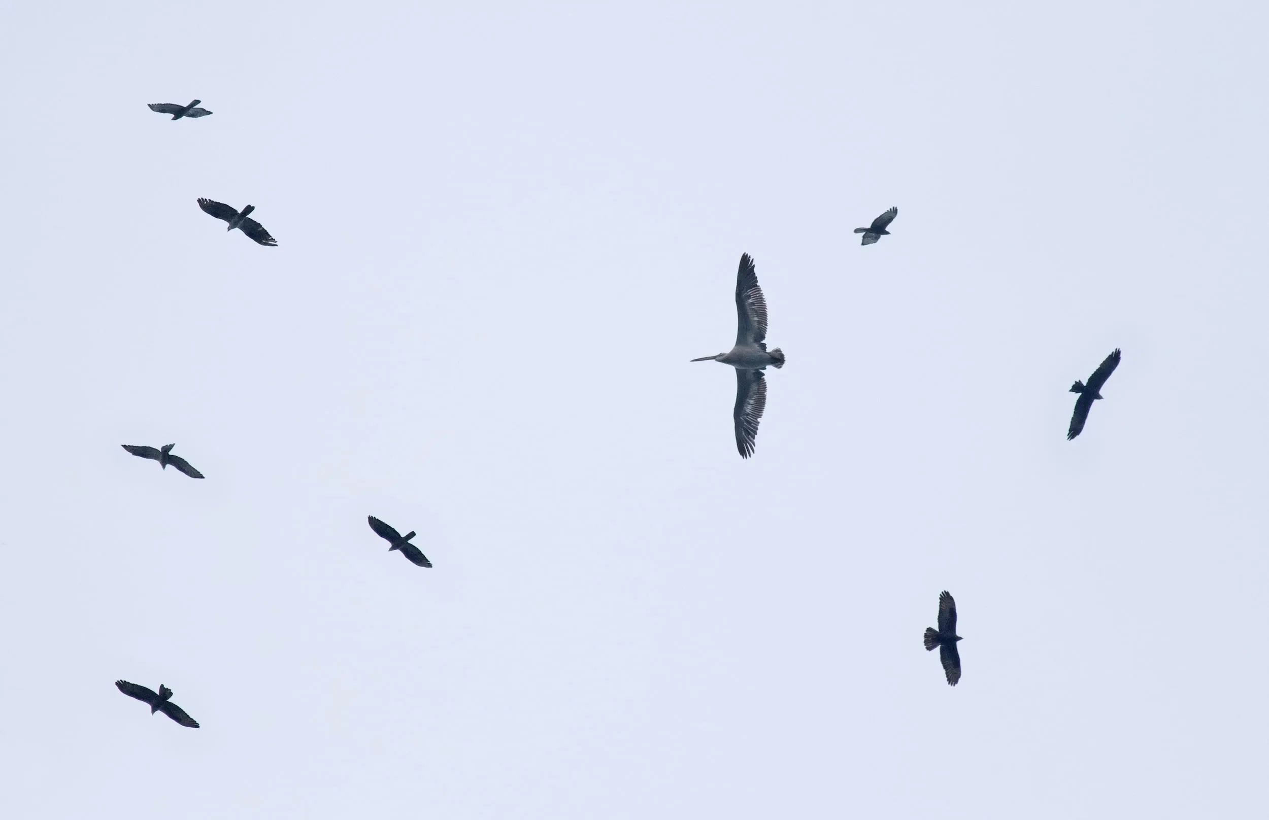 Dalmatian Pelican soaring with Honey Buzzards over the Batumi bottleneck