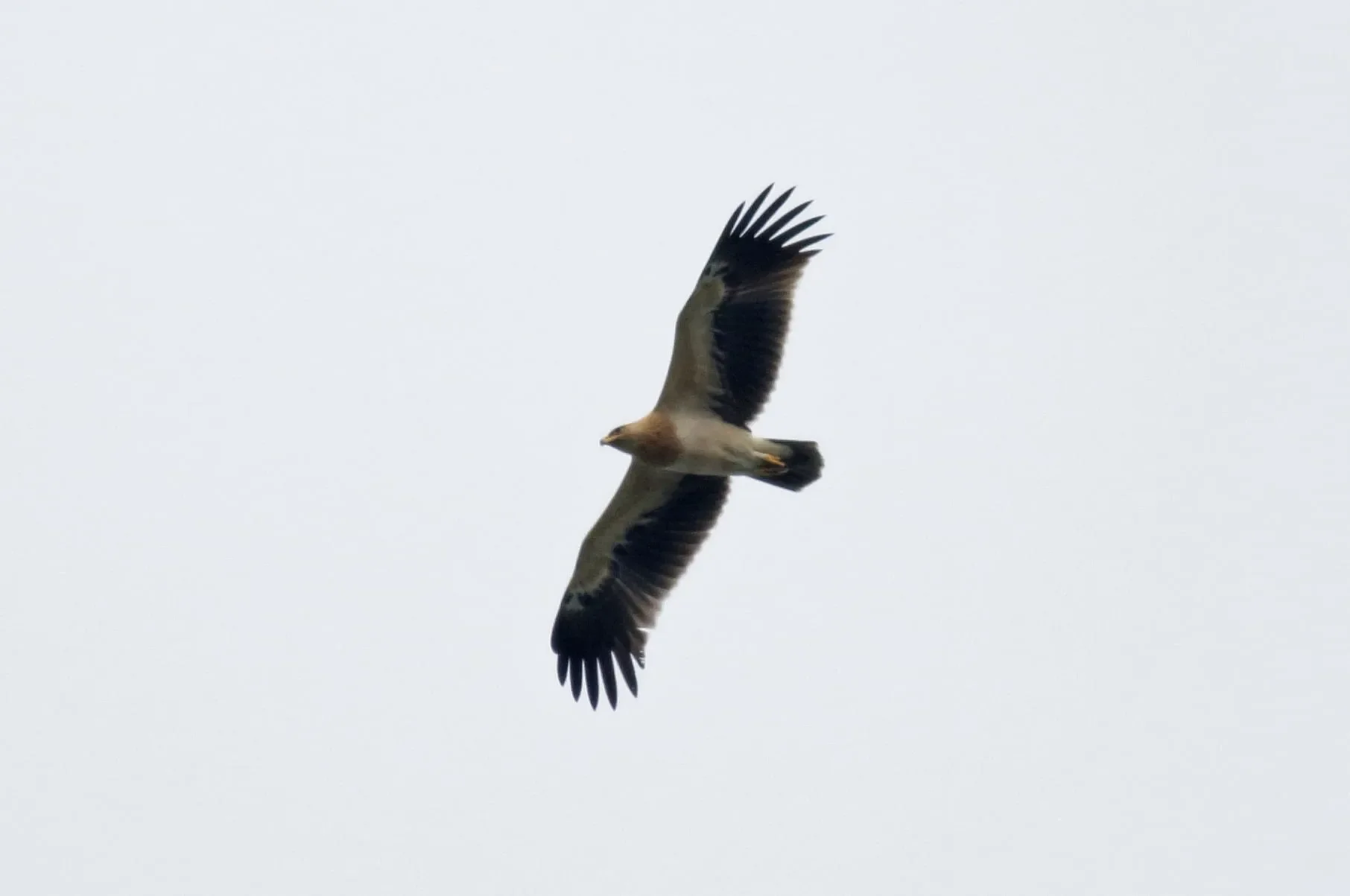Greater Spotted fulvescens