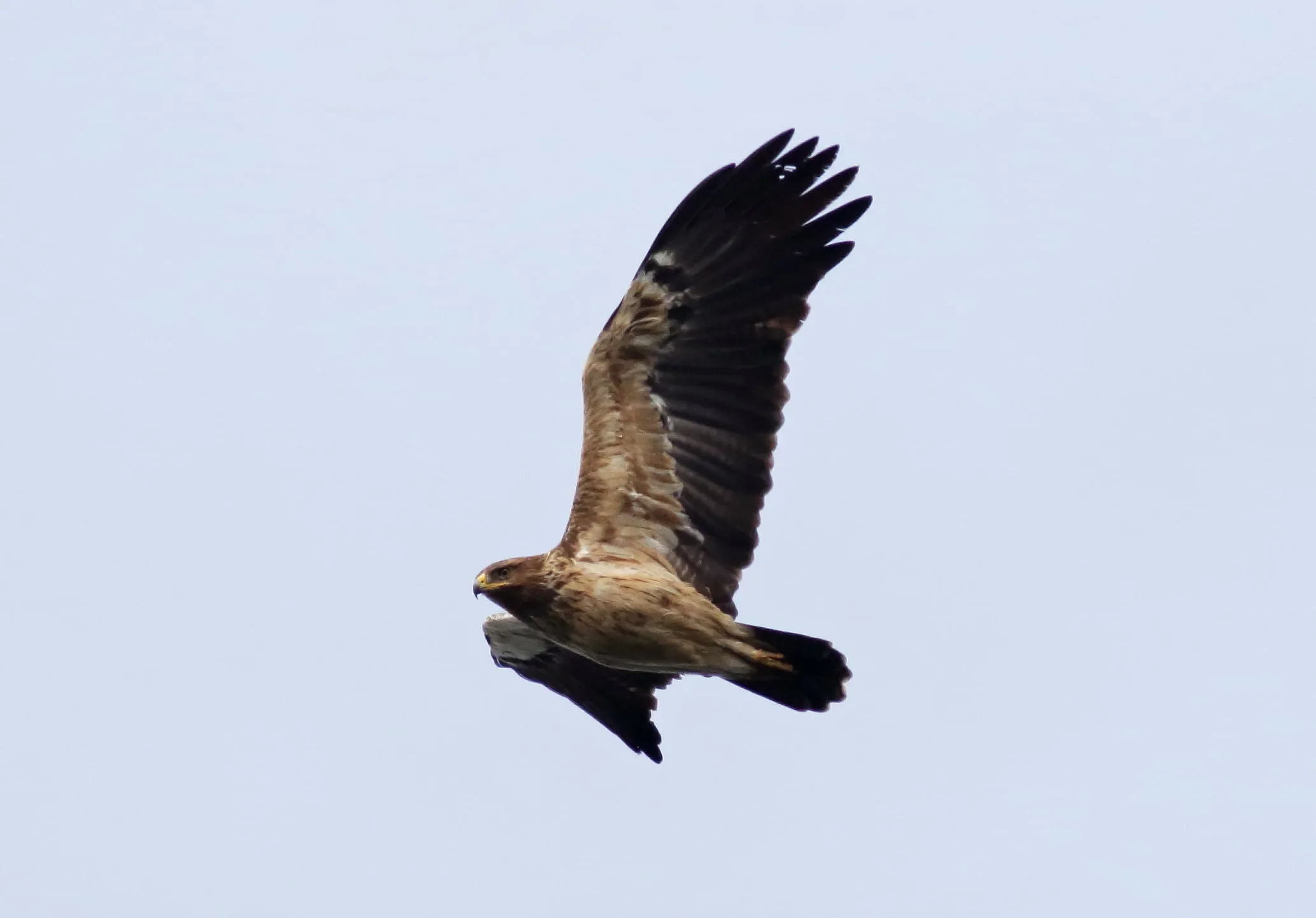 Pale plumage variety of Lesser Spotted Eagle