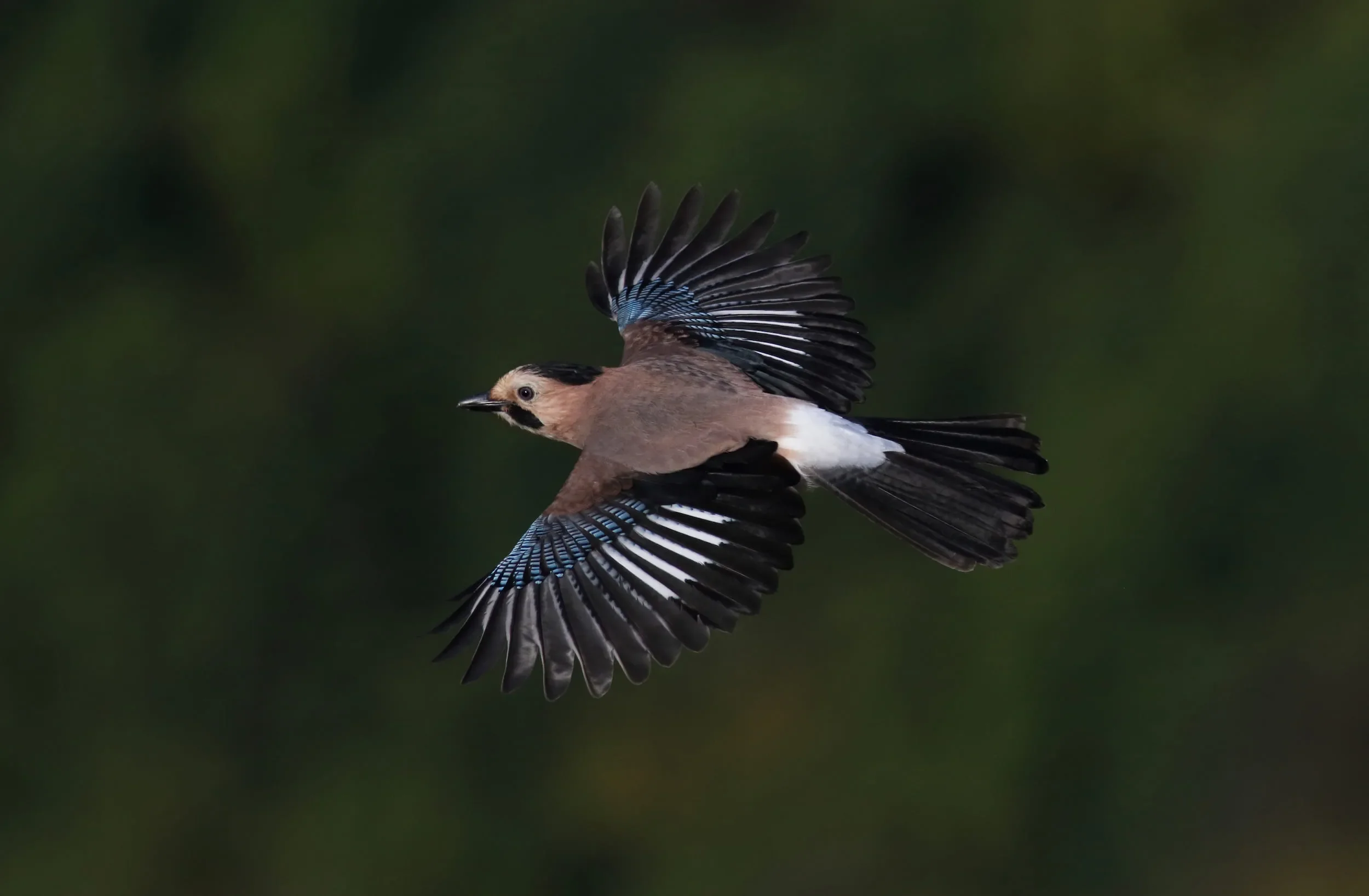 Local krynicki-ssp. Jay