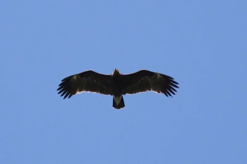 Greater Spotted Eagle immature, 2cy