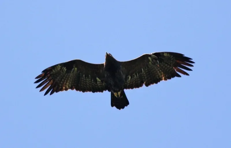 Steppe Eagle subadult 5cy
