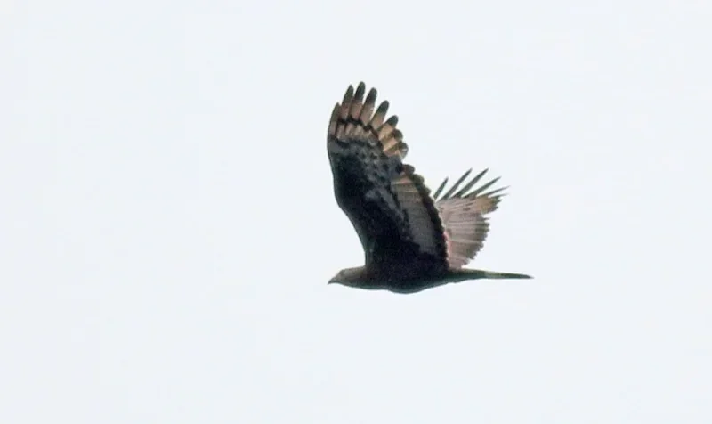 Oriental Honey Buzzard adult male