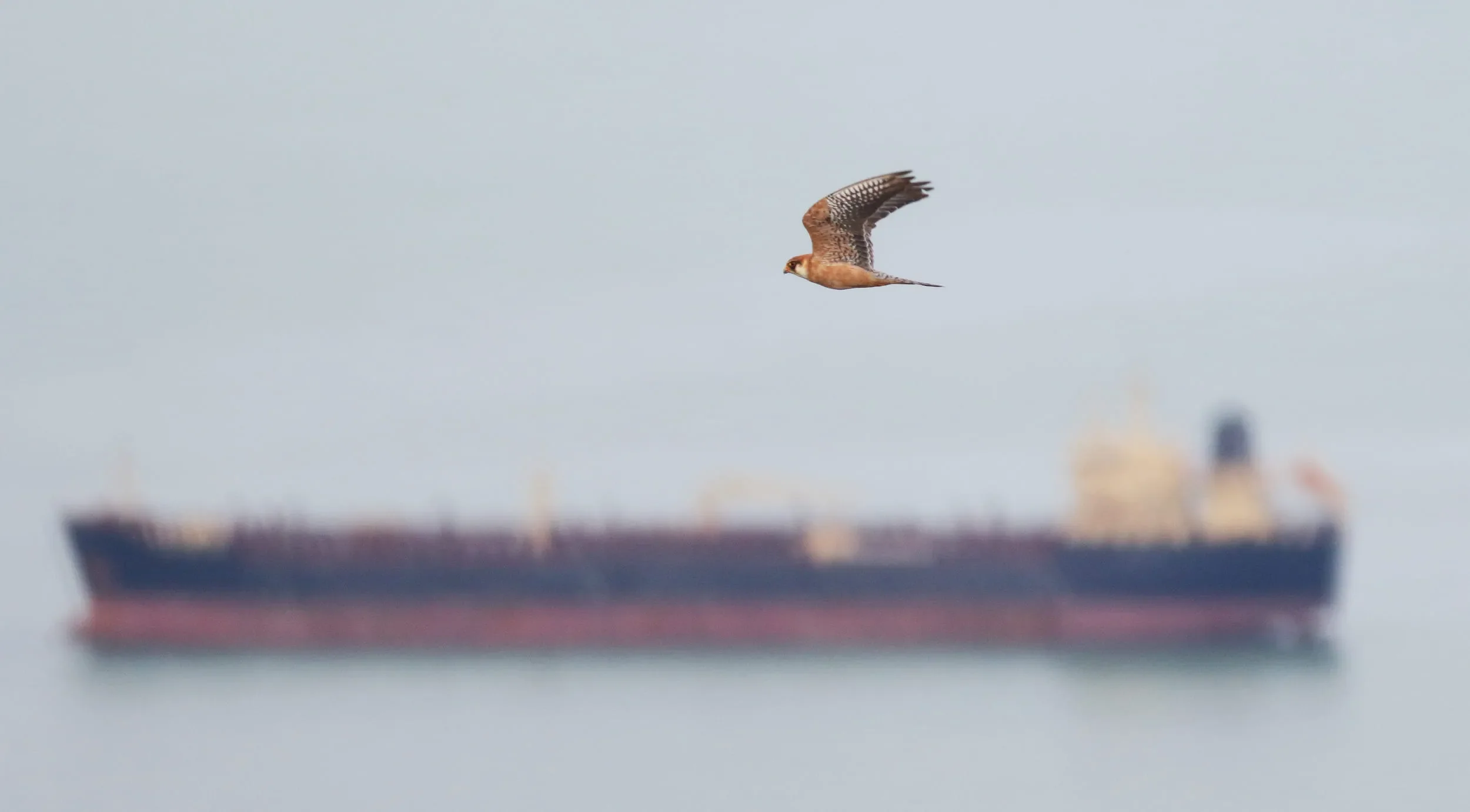 Red-footed Falcons passing station 1