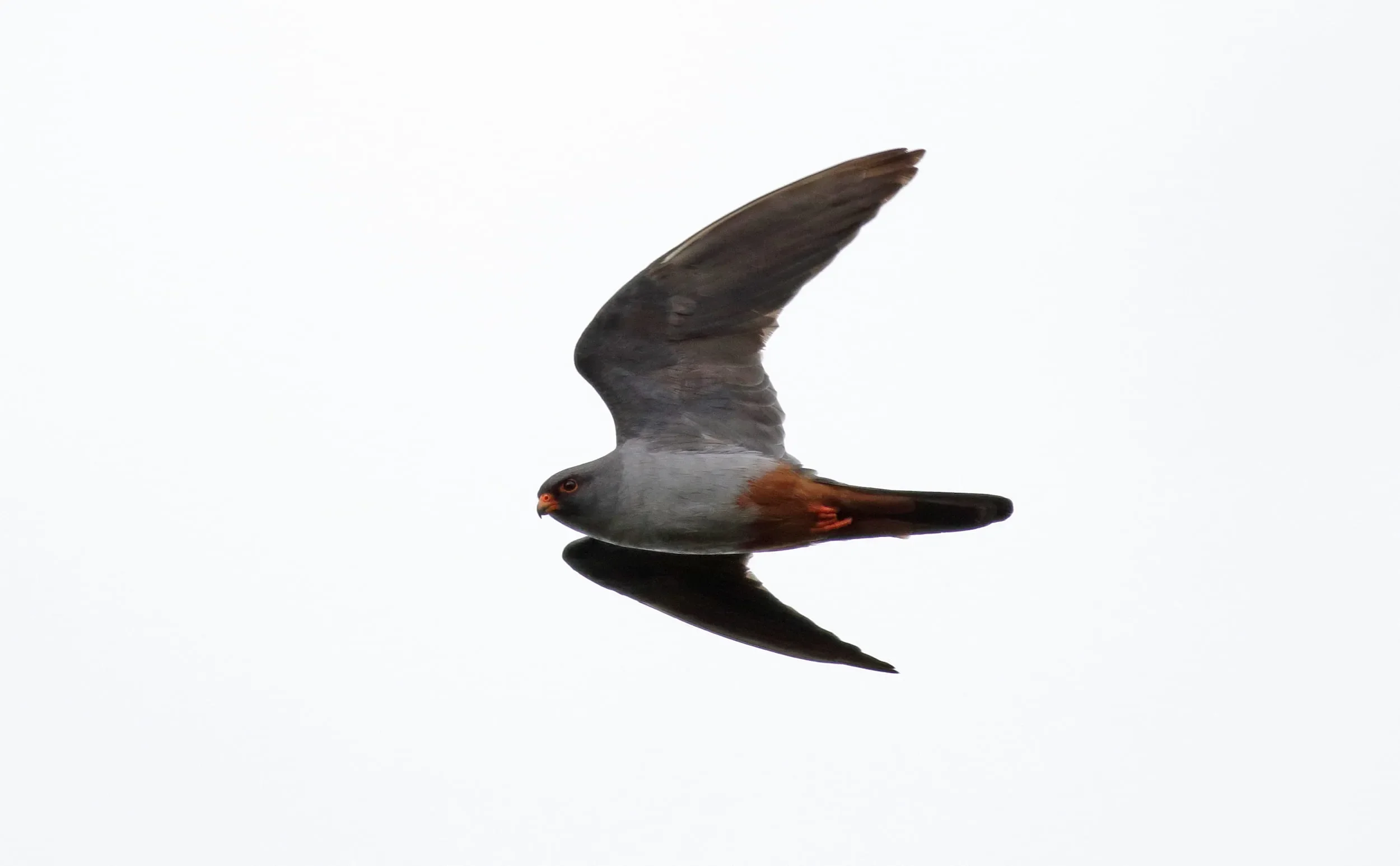 Red-footed Falcons passing station 1