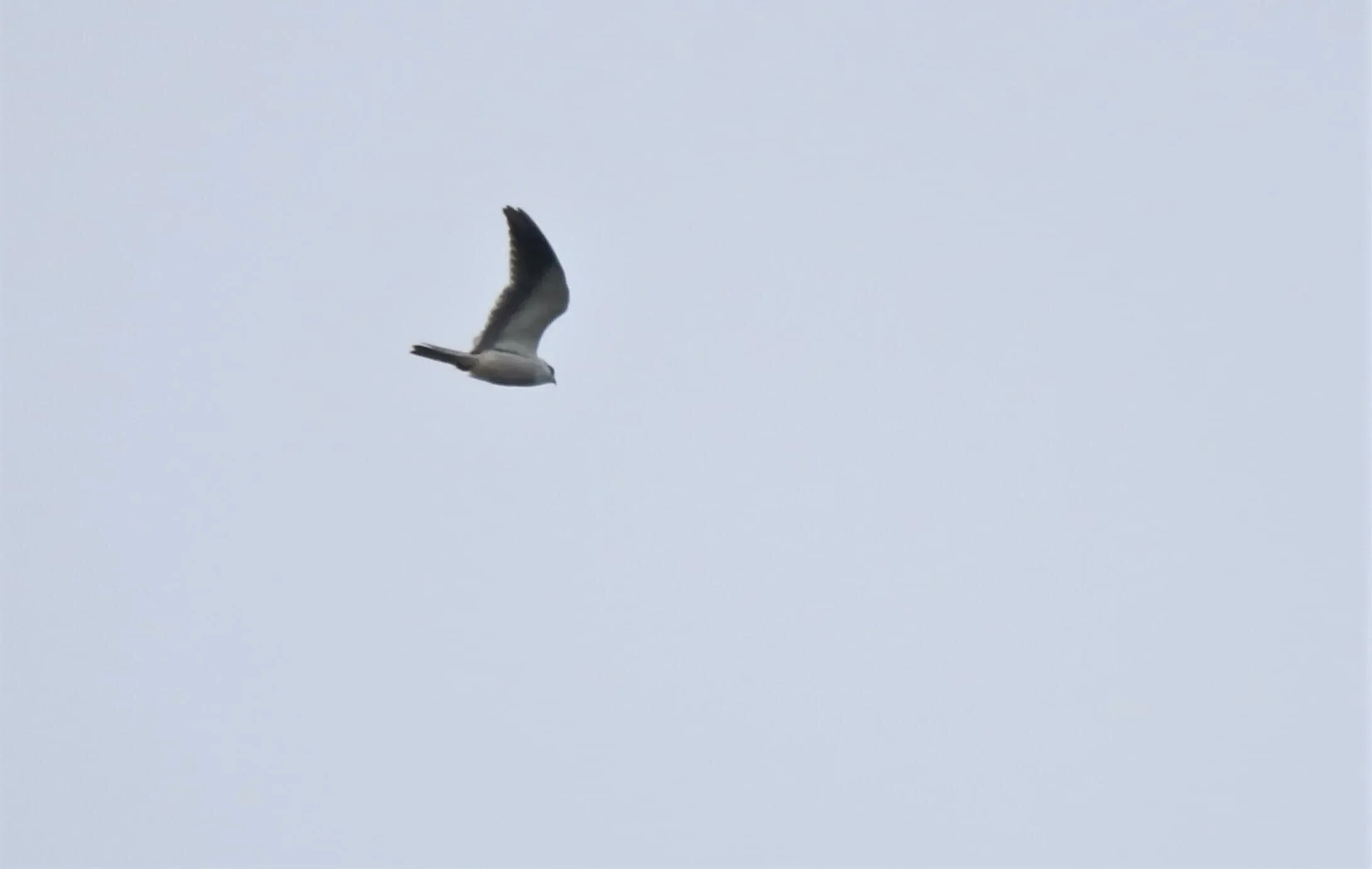 Black-winged Kite rushing through the Batumi bottleneck