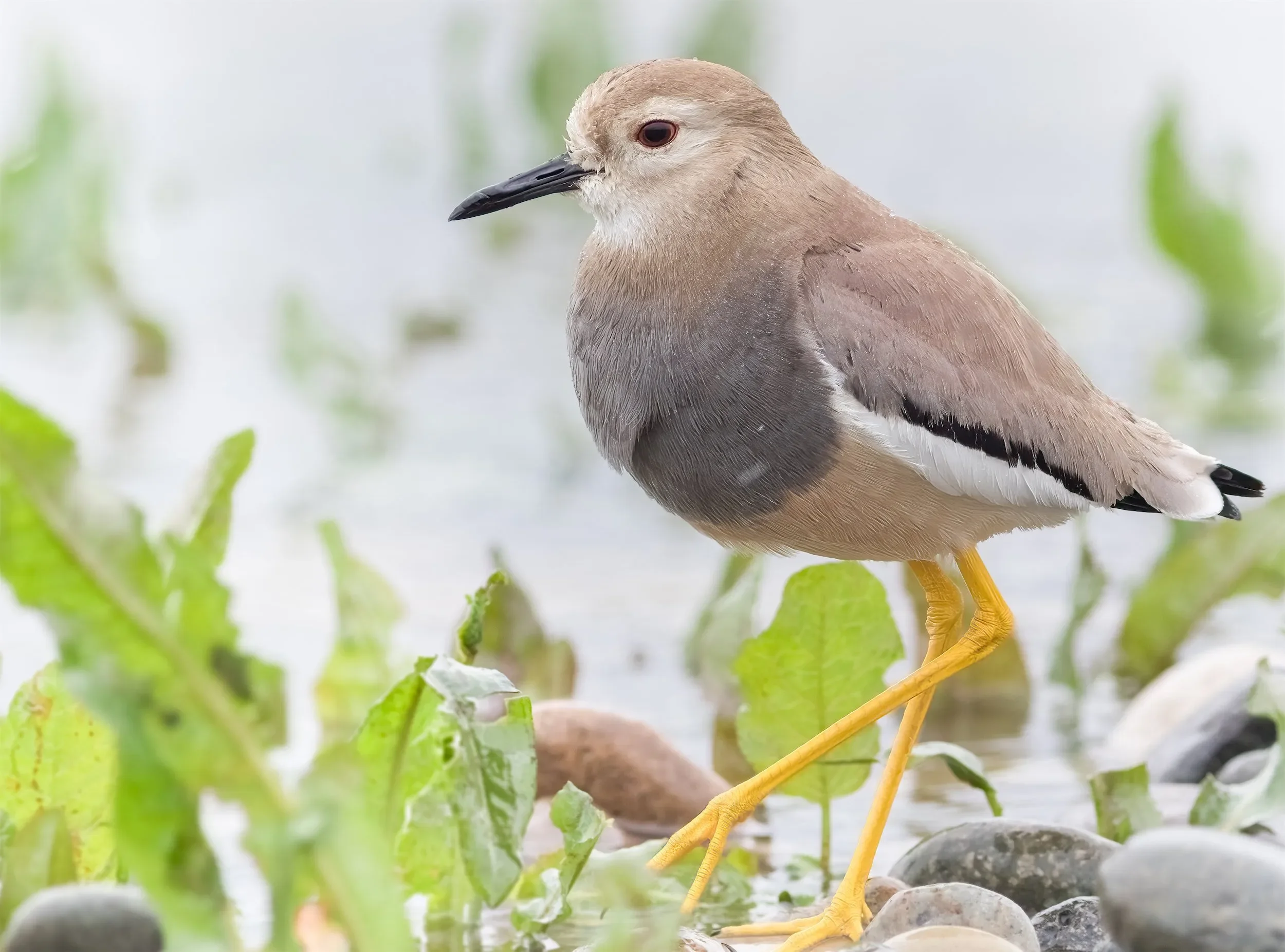 One of several White-tailed Lapwings present in the delta this season