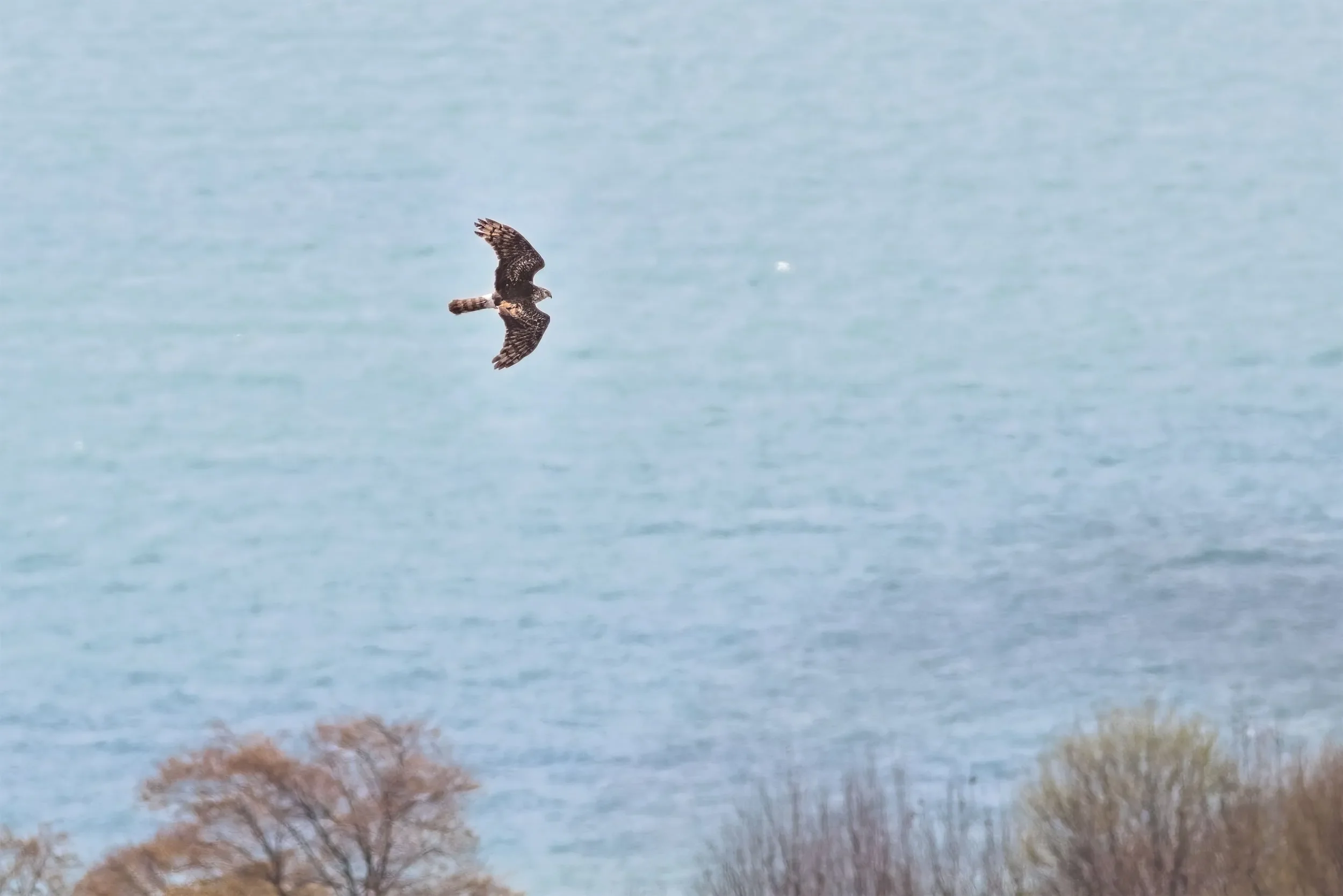 An adult female Hen Harrier in flight