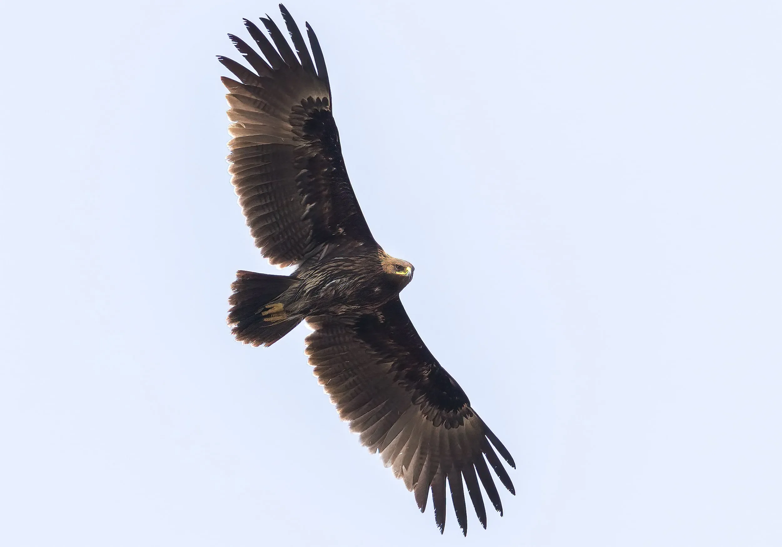 A second calendar-year Greater Spotted Eagle in flight