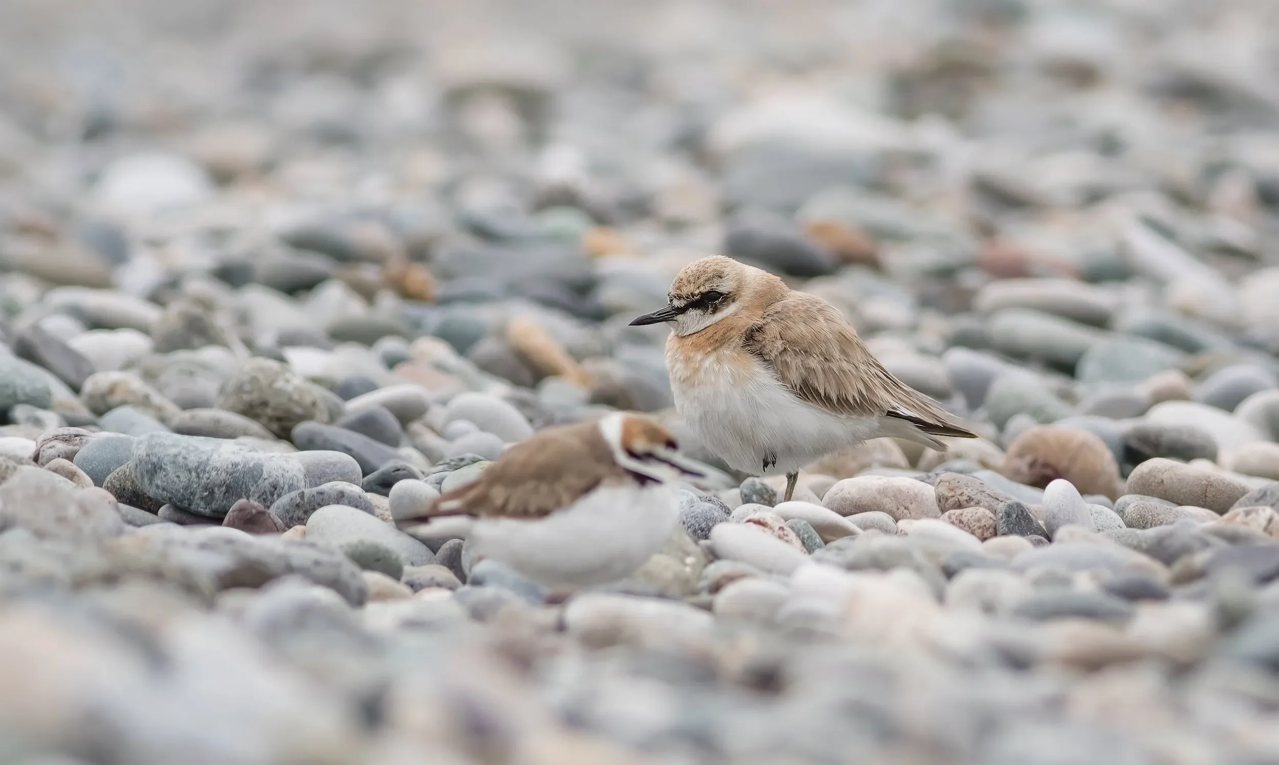 A Greater Sand Plover behind a Kentish Plover