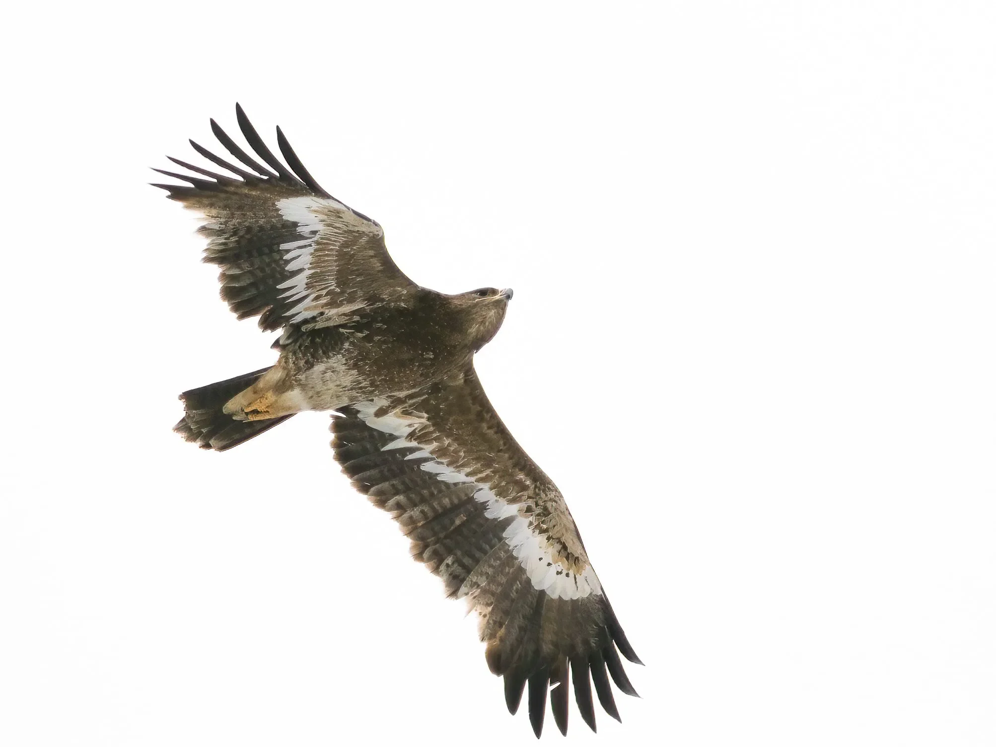 An immature Steppe Eagle in flight