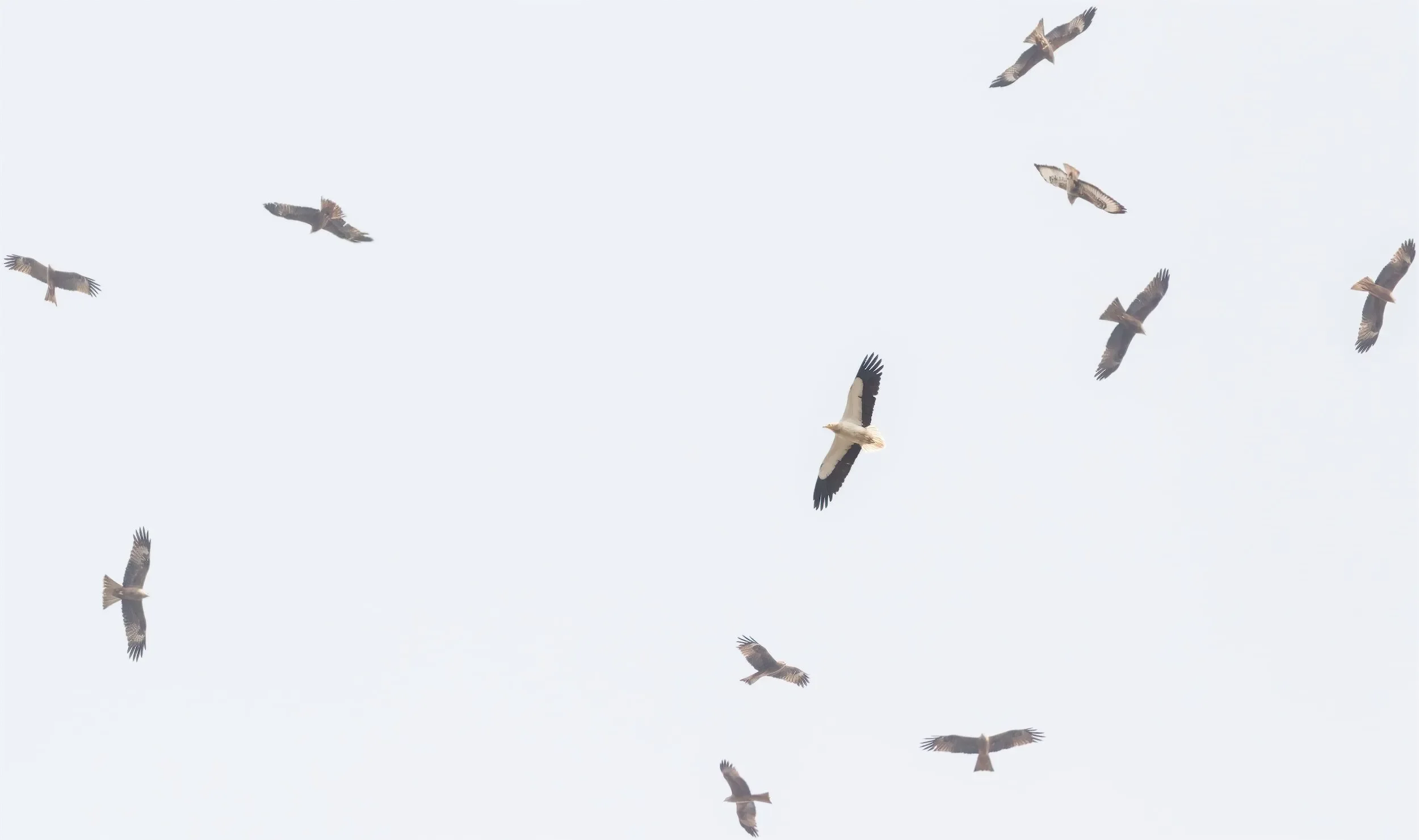 An Egyptian Vulture kettling with Steppe Buzzards and Black Kites