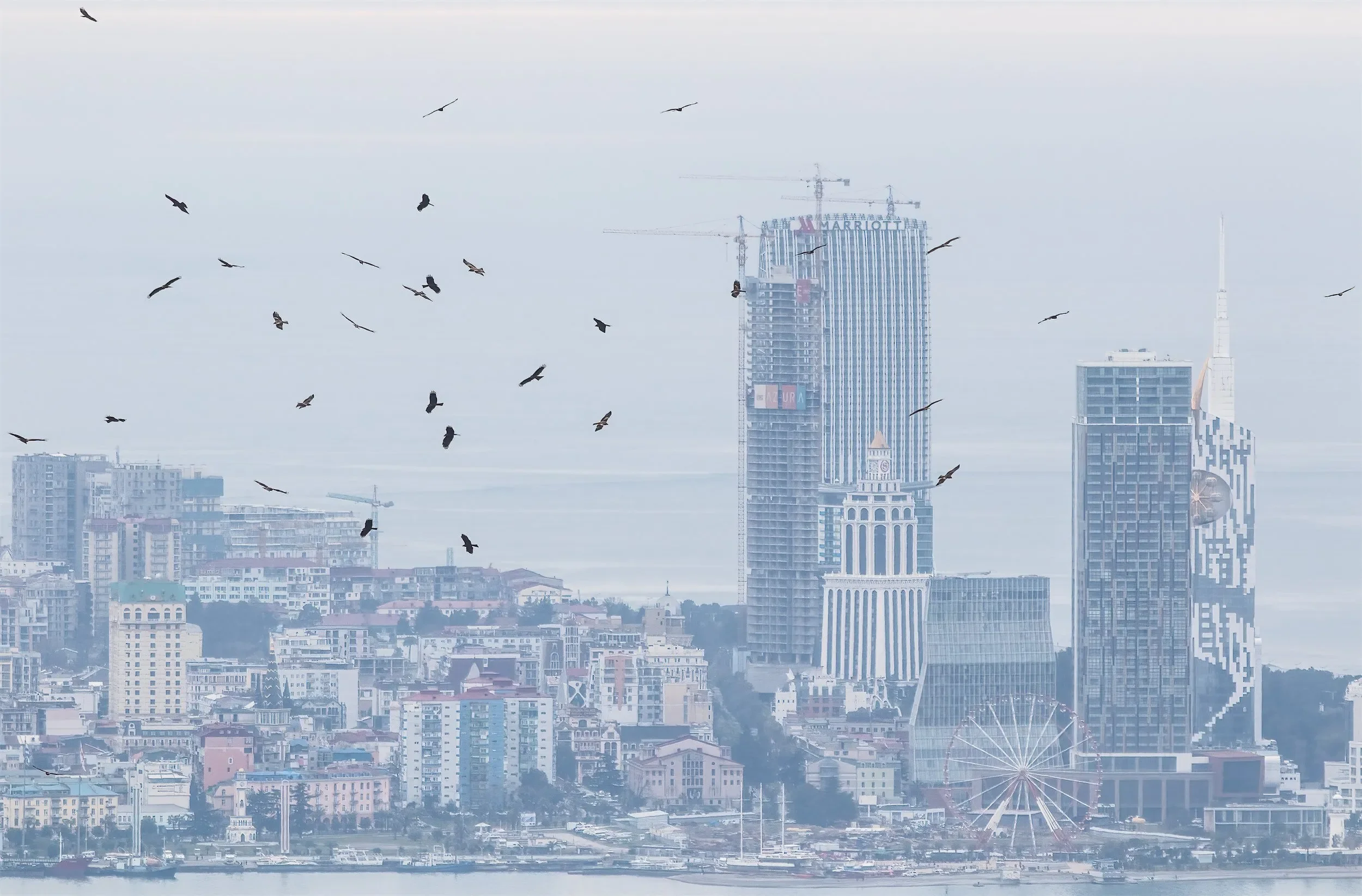 A chain of Black Kites kettling in front of the Batumi skyline