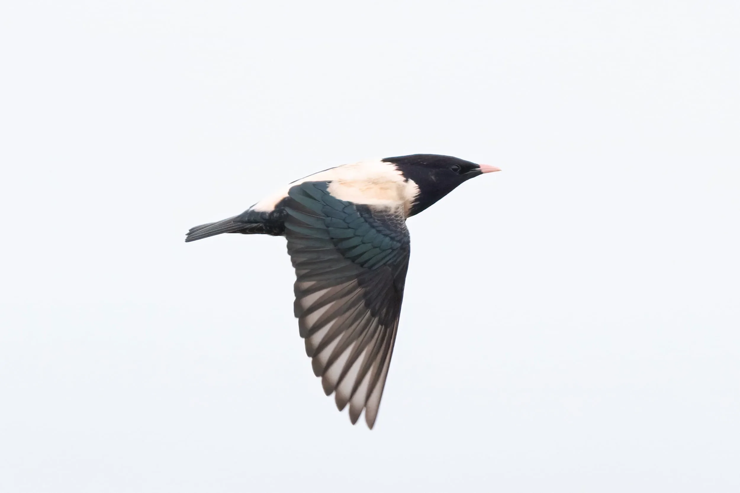 A Rosy Starling in flight