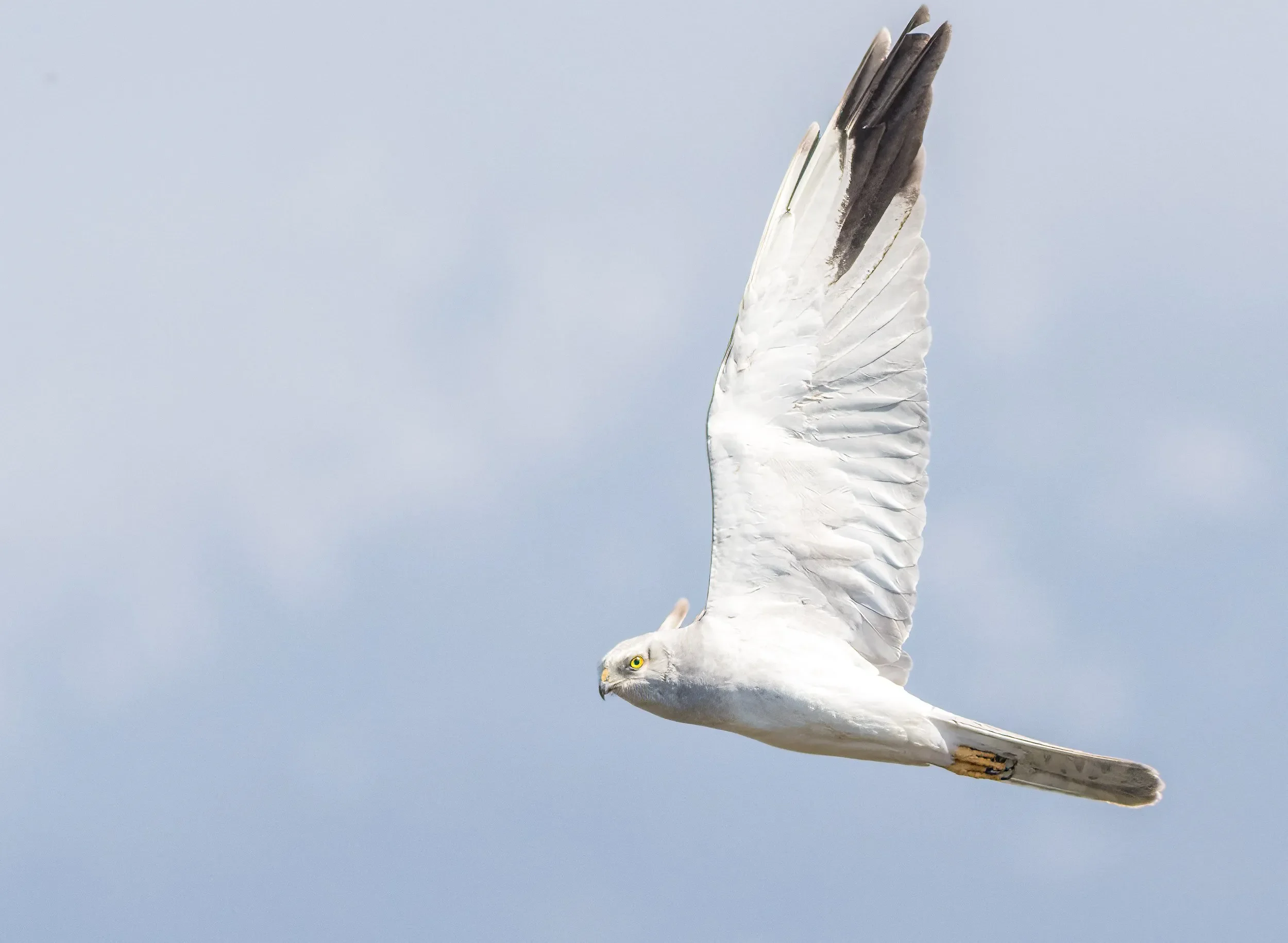 An adult male Pallid Harrier passing close to the station