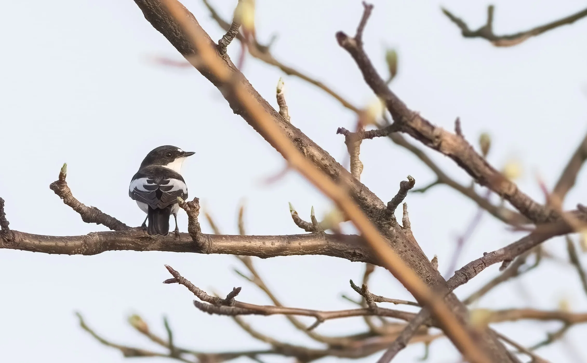 A Semi-collared Flycatcher perched near the station