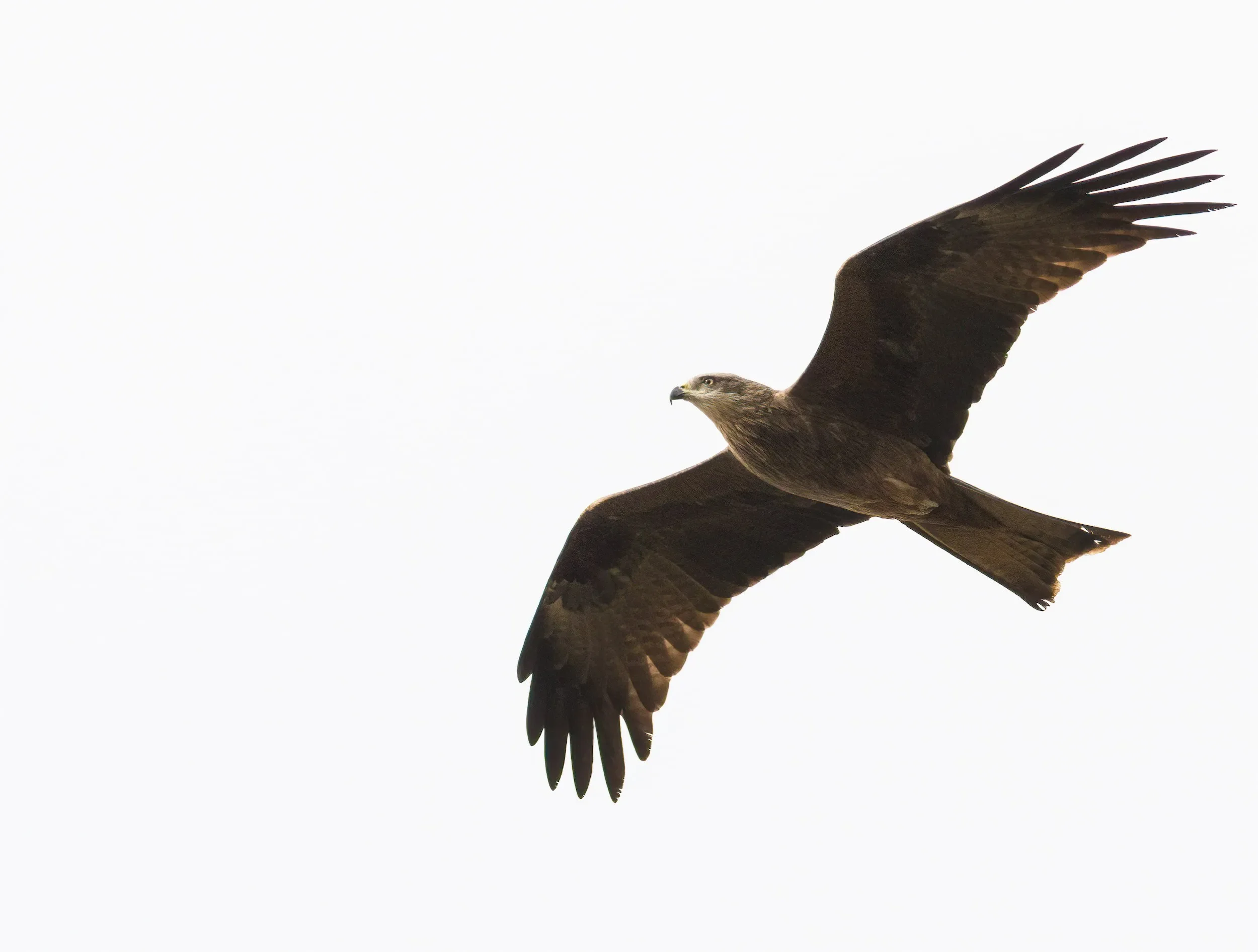 A Black Kite in flight